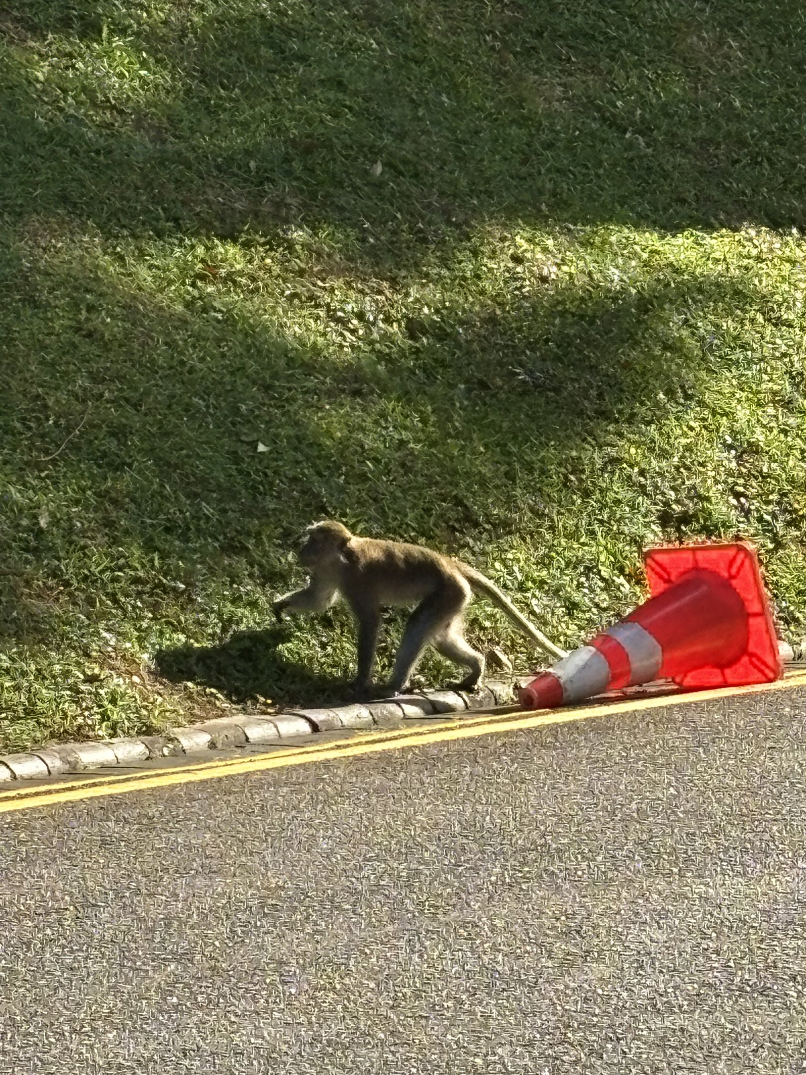 Lower Peirce Reservoir - Crab-eating Macaque