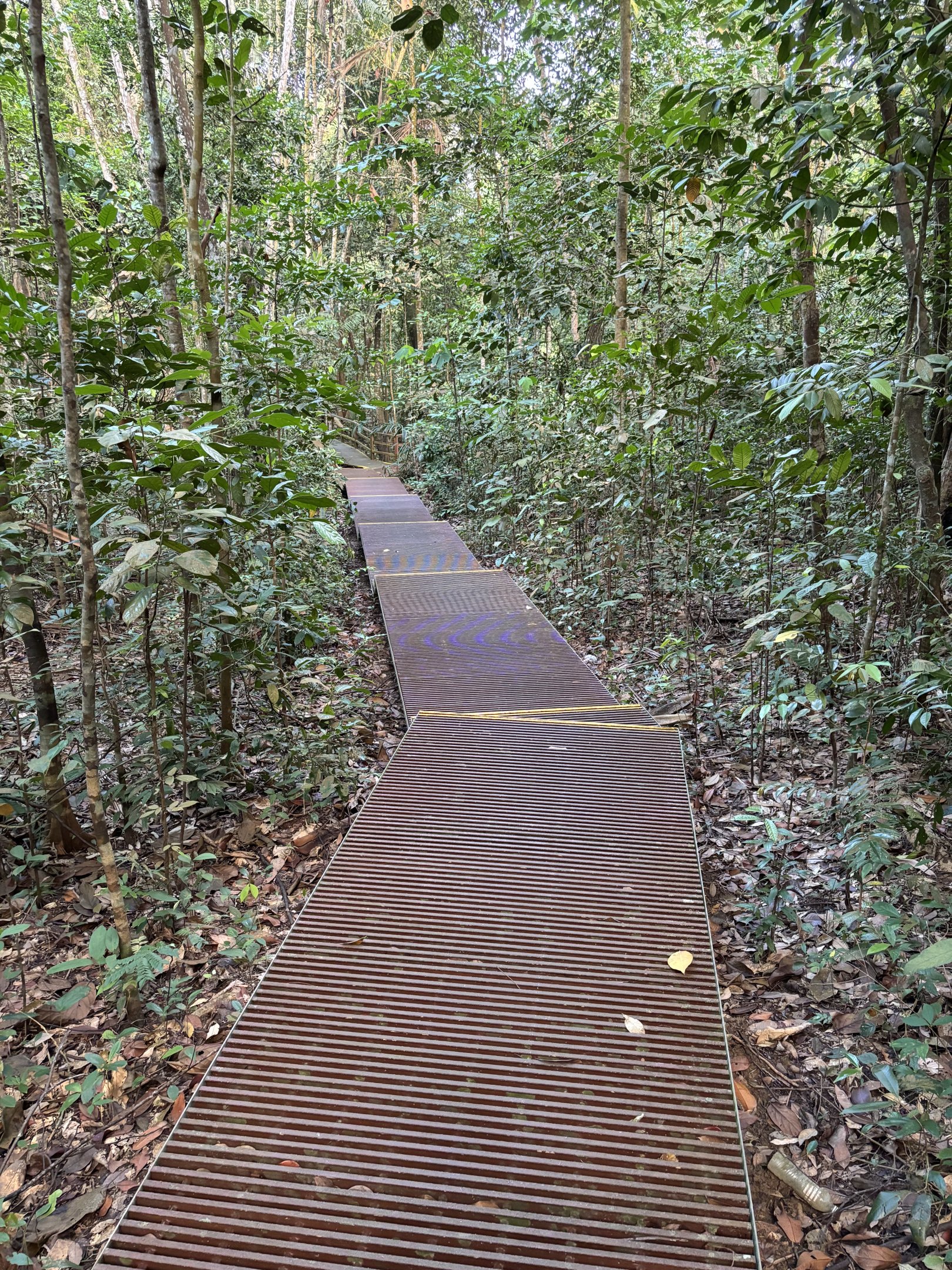 Lower Peirce Reservoir - jungle boardwalk