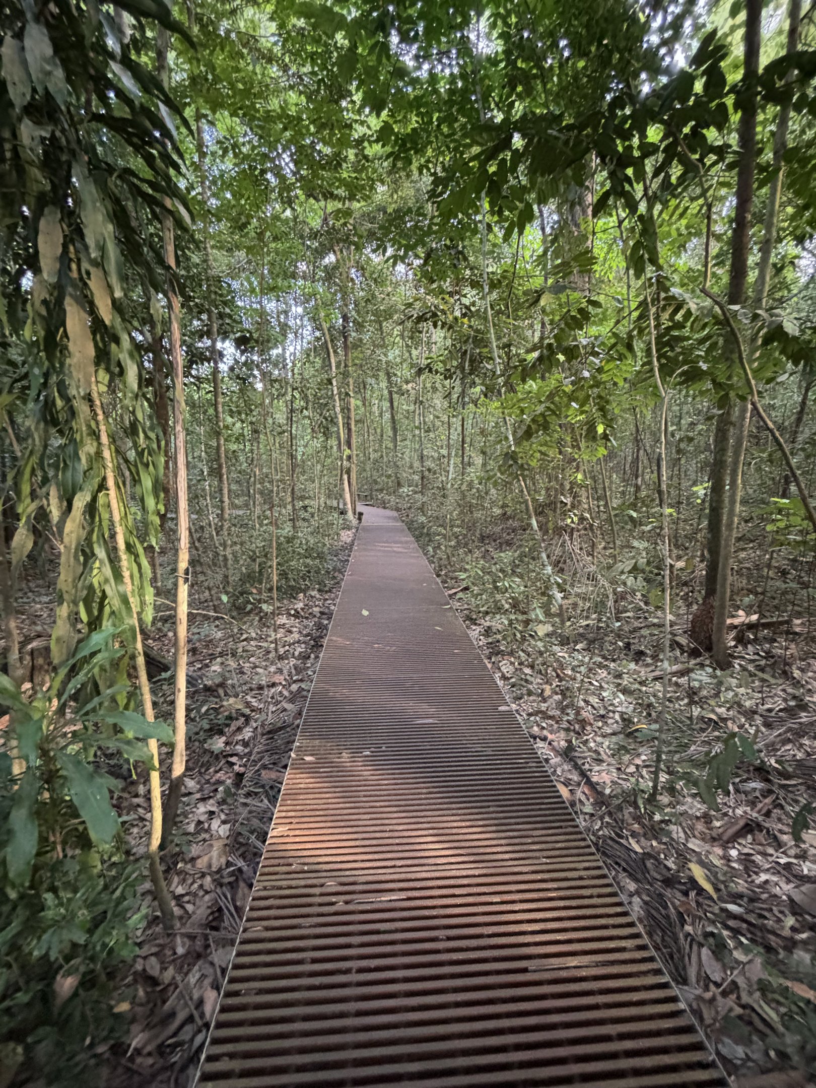 Lower Peirce Reservoir - jungle boardwalk