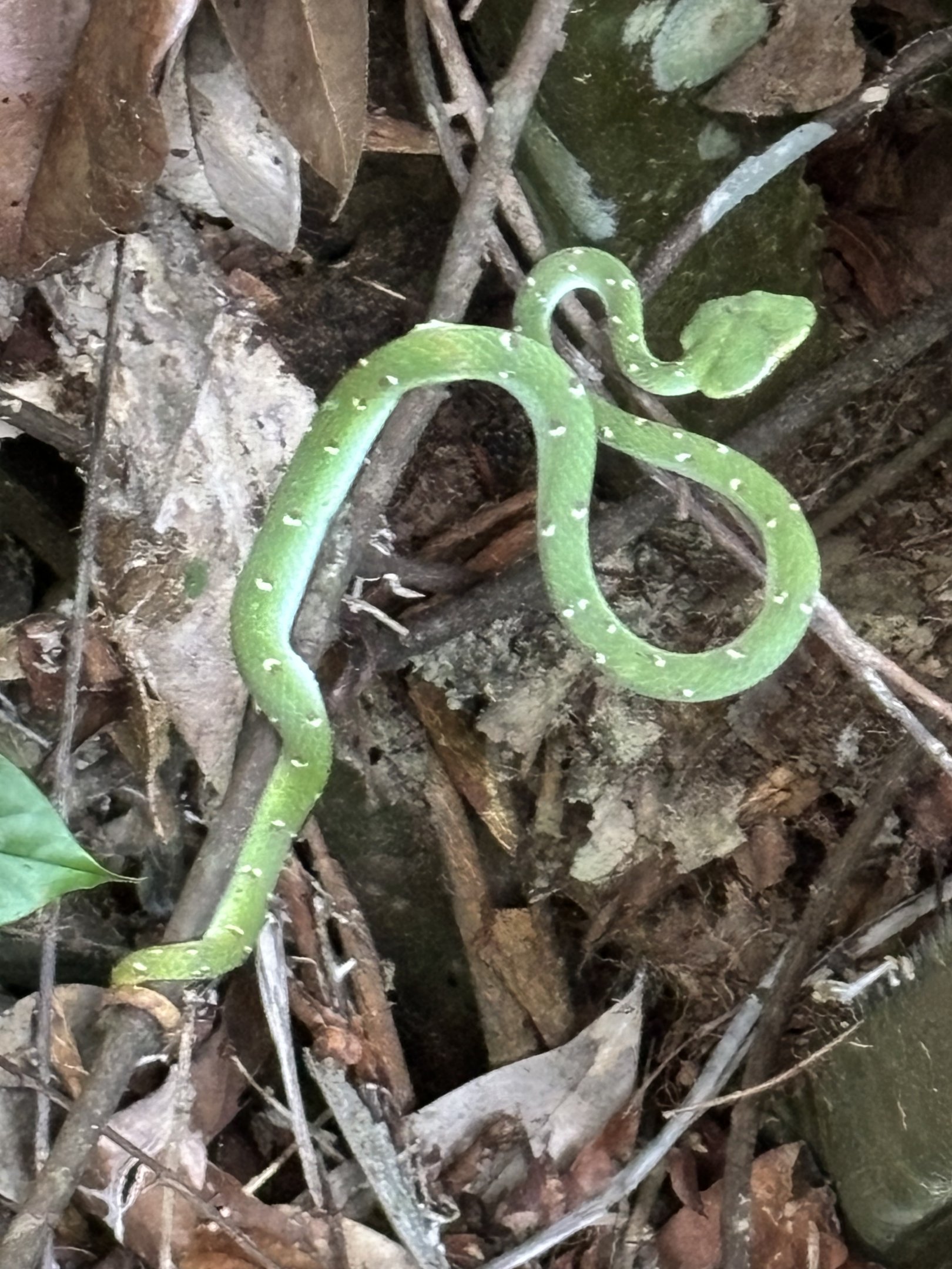 Lower Peirce Reservoir - Wagler’s Pitviper