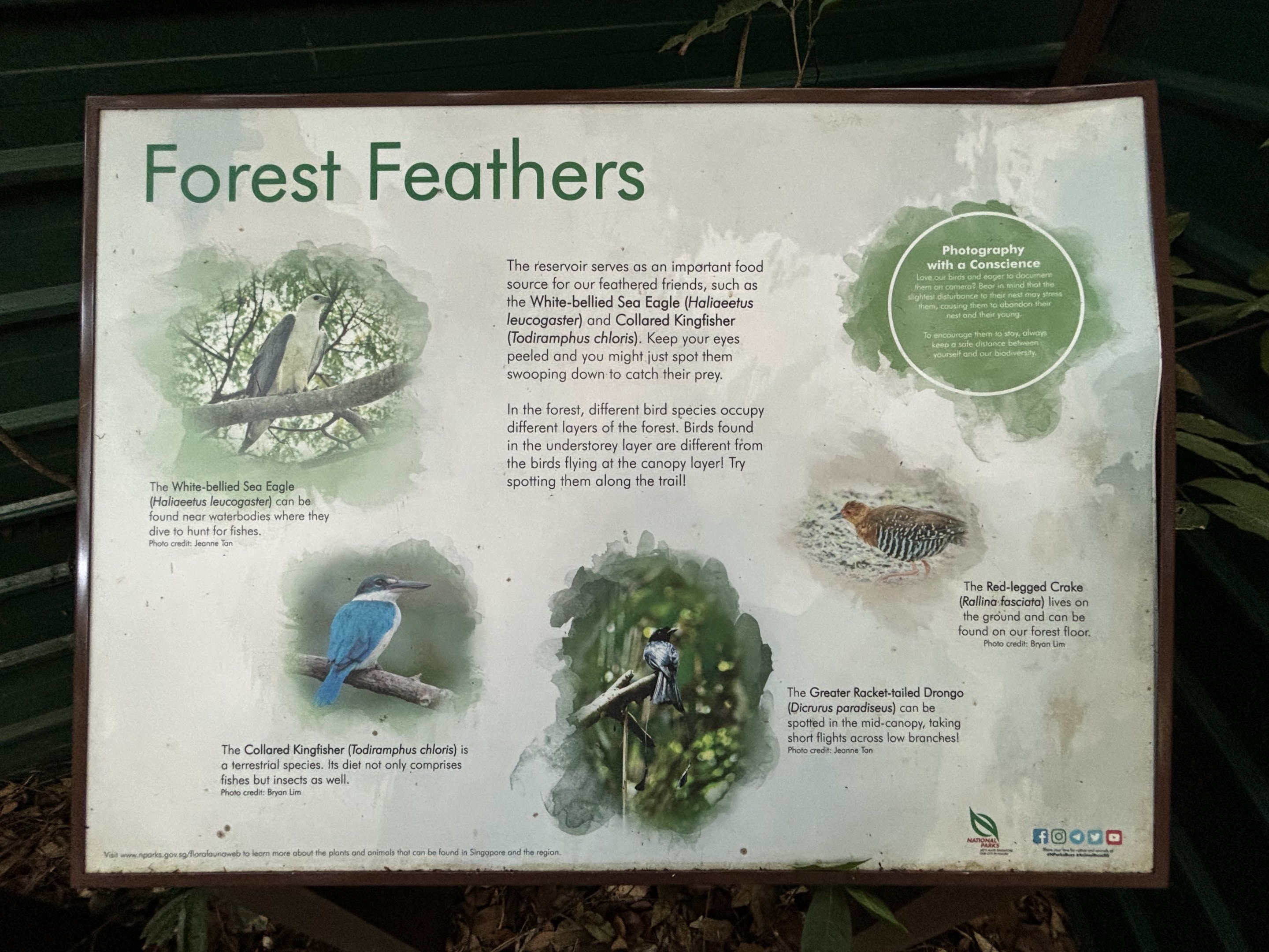 Lower Peirce Reservoir