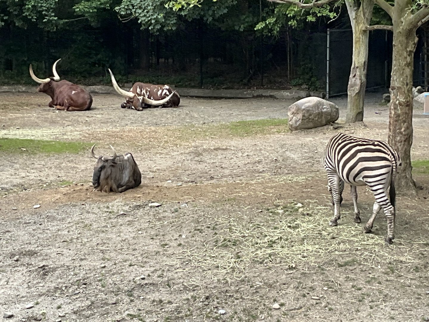 Lower Savanna - Ankole-Watusi, Eastern White-Bearded Wildebeest and Plains Zebra