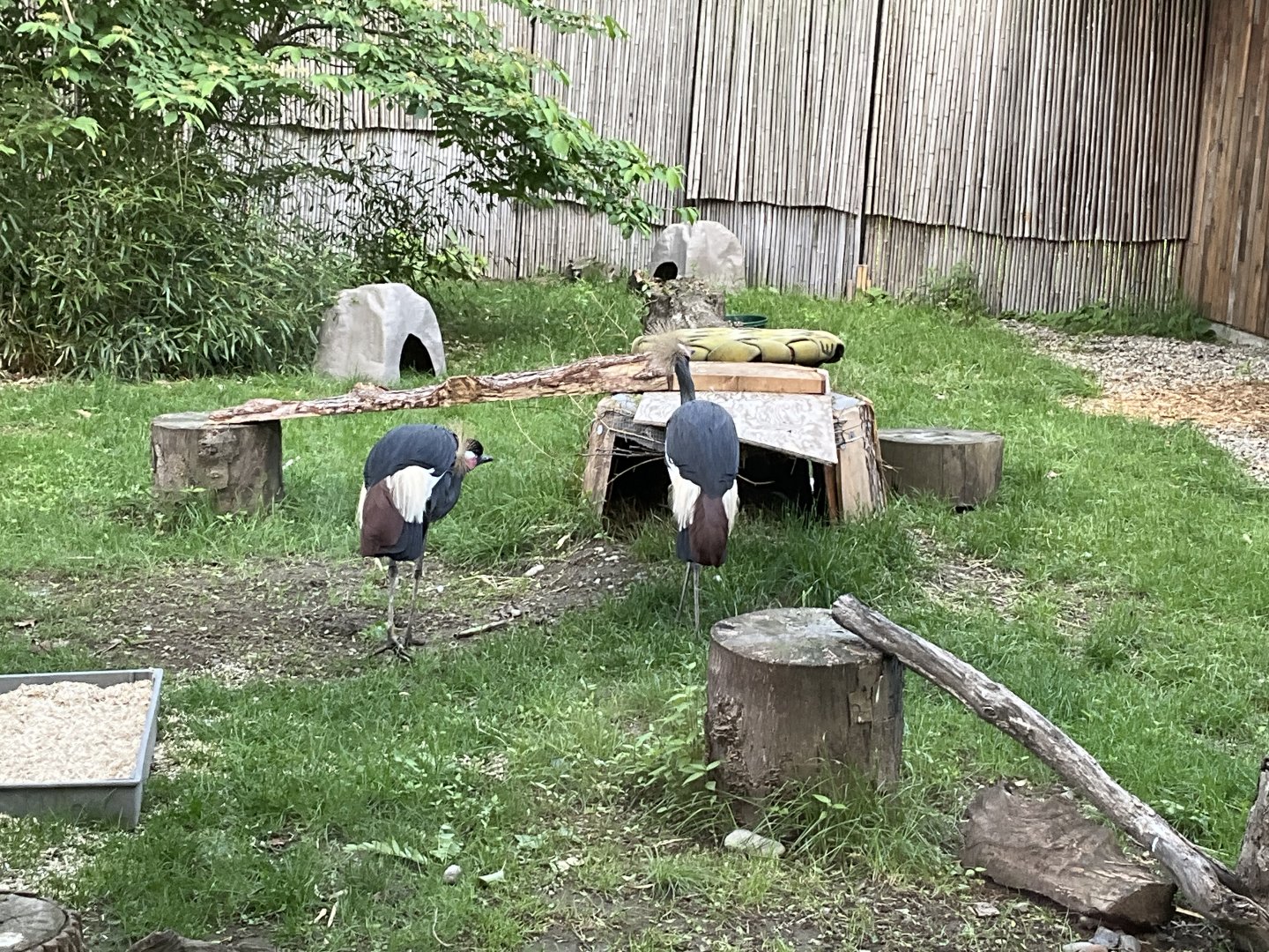 Lower Savanna - Black Crowned Crane