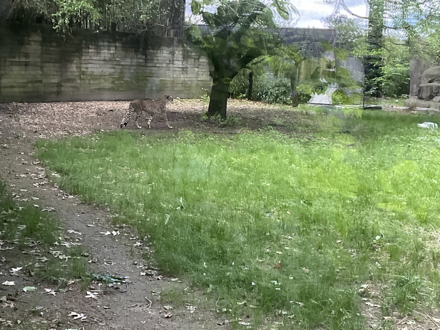 Lower Savanna - Cheetah