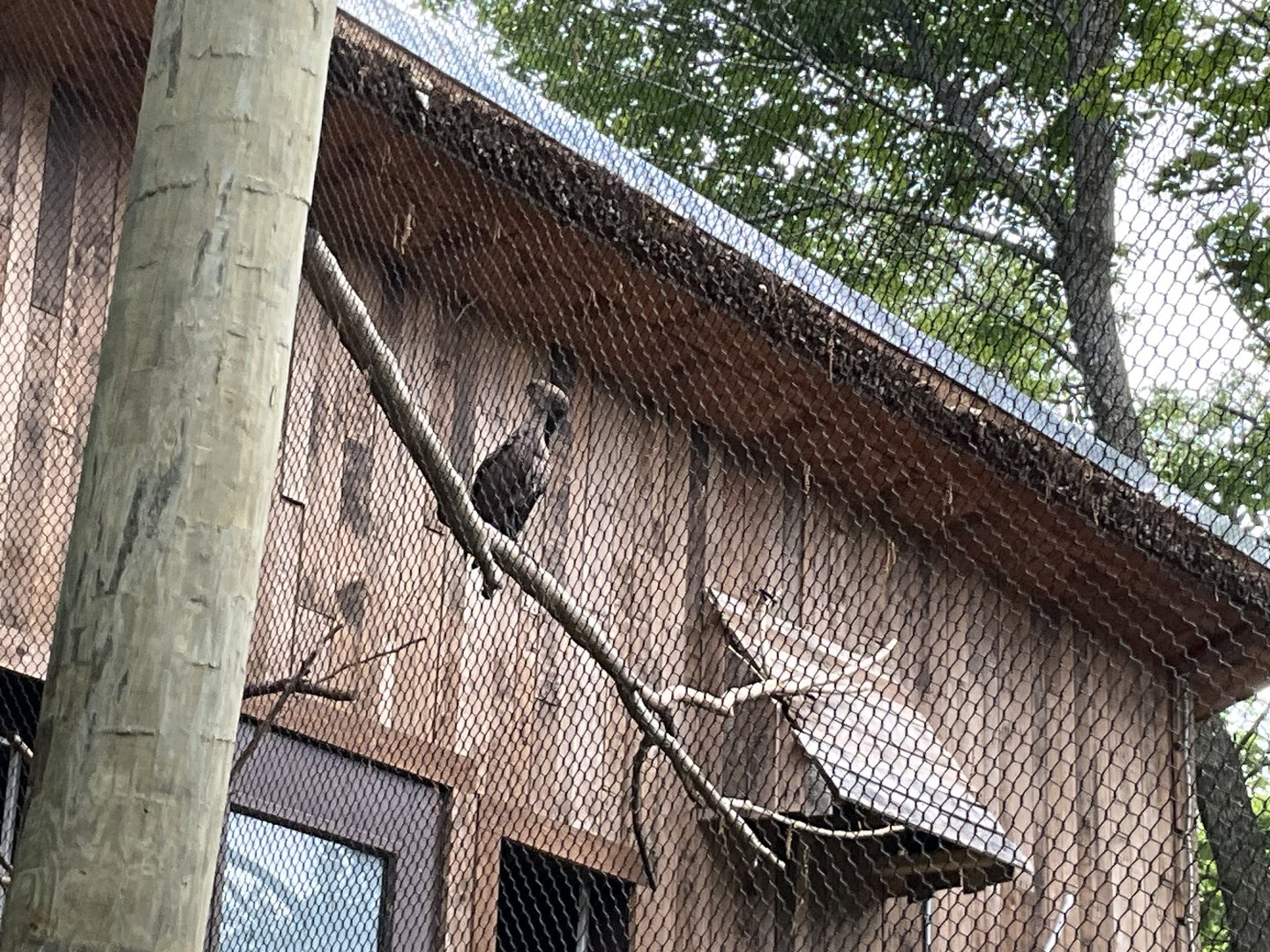 Lower Savanna - Hamerkop
