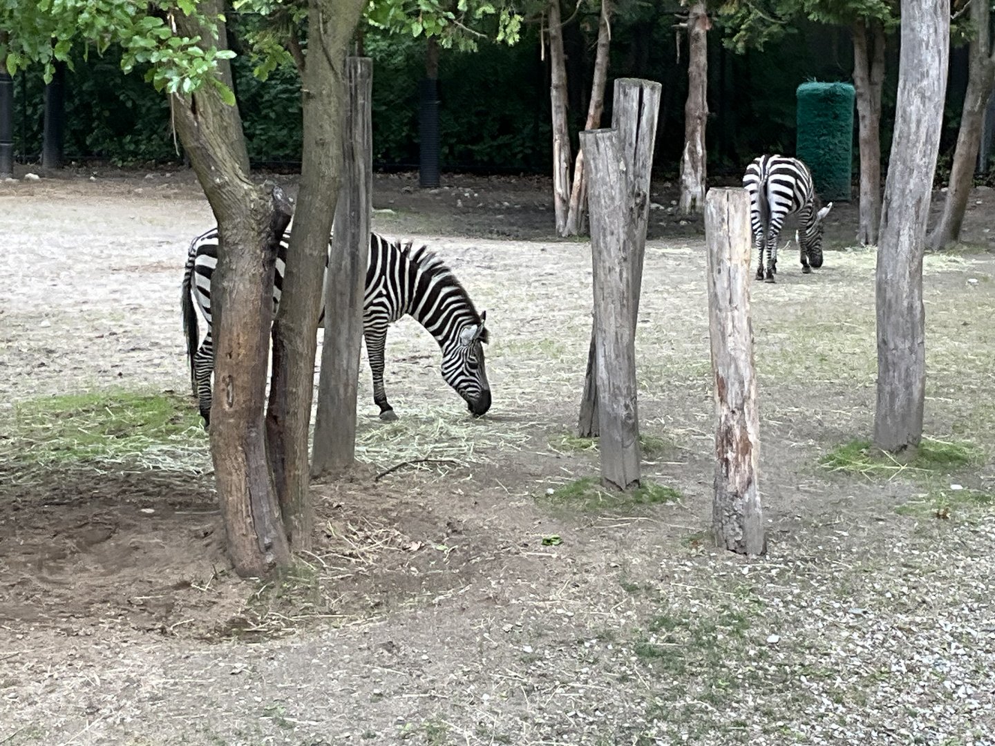 Lower Savanna - Plains Zebra