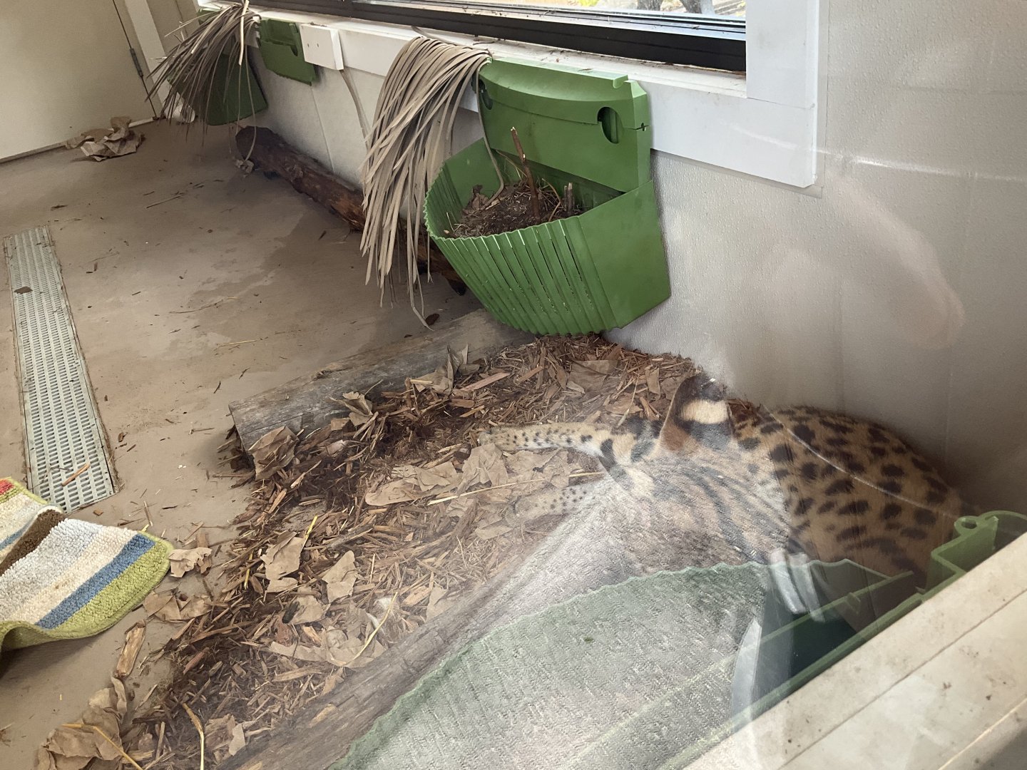 Lower Savanna - Serval