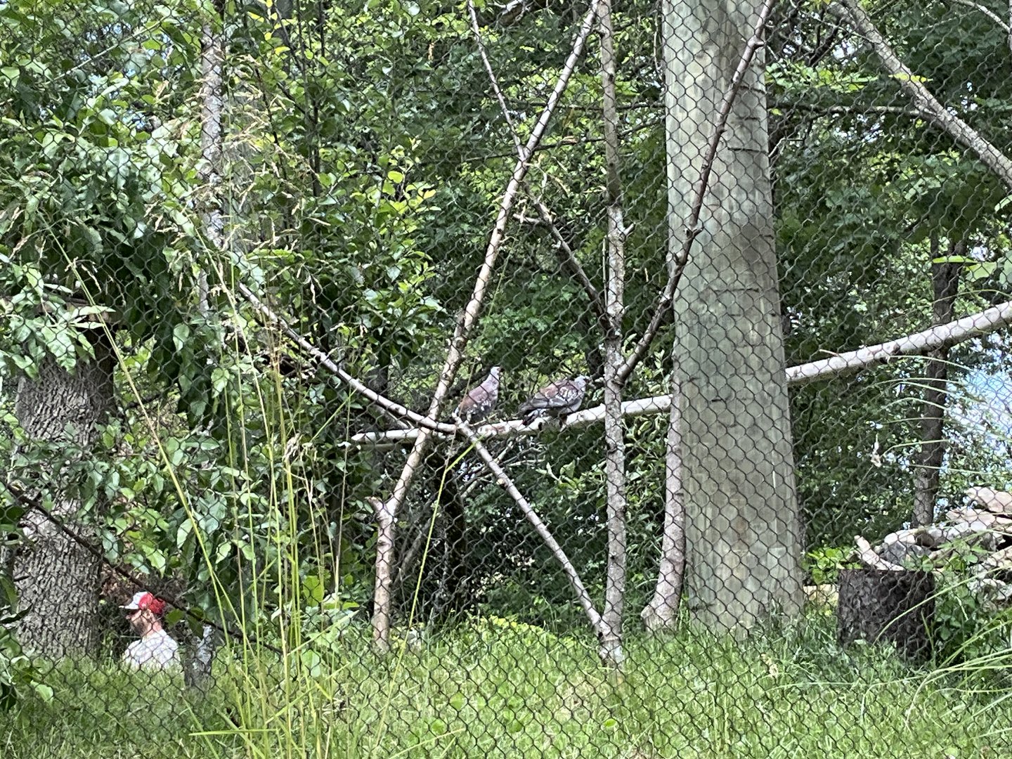 Lower Savanna - Speckled Pigeon