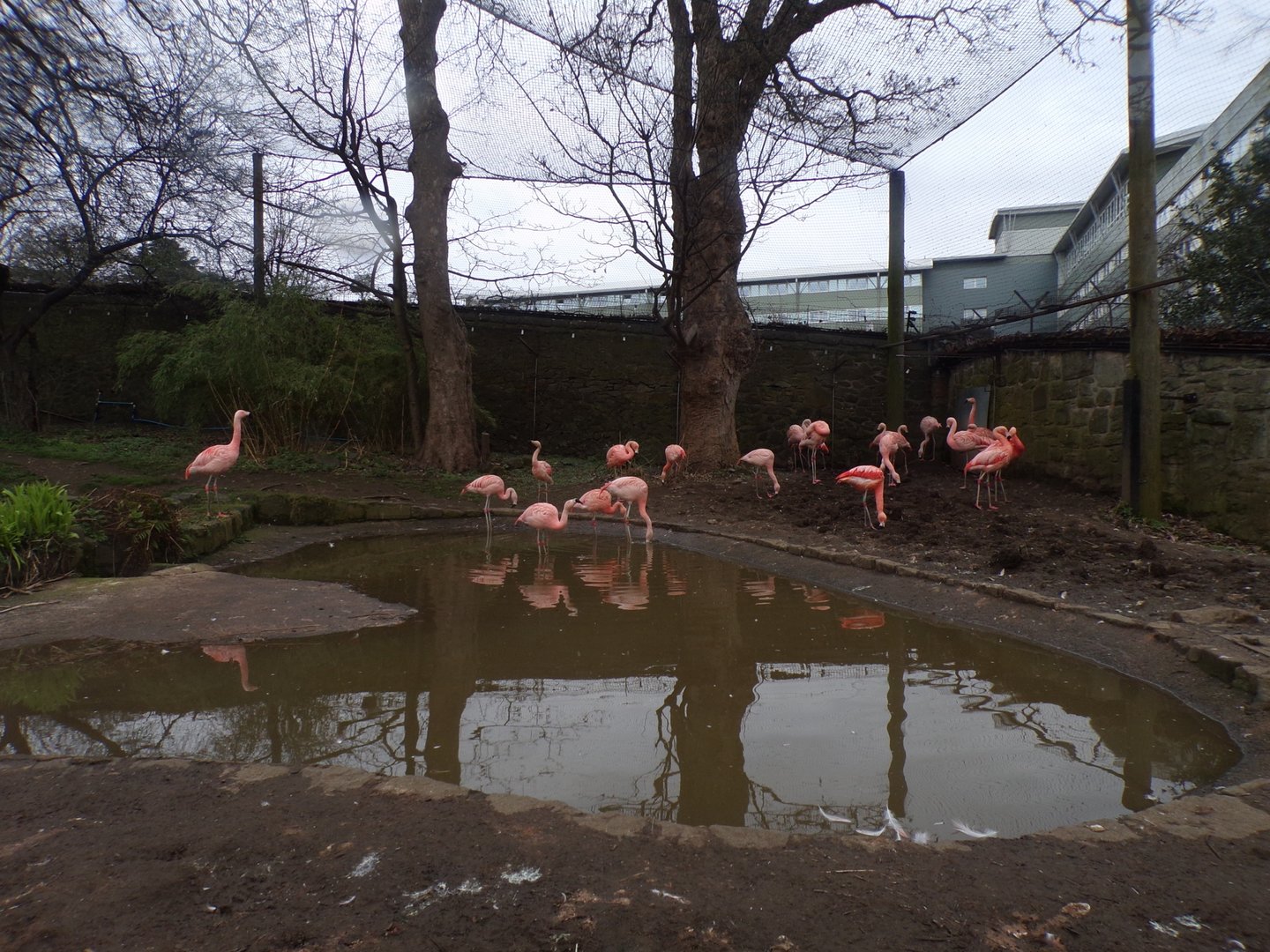 Lower section of flamingo aviary 26.2.23