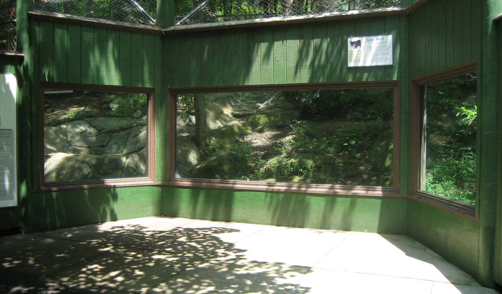lower view of gray wolf exhibit