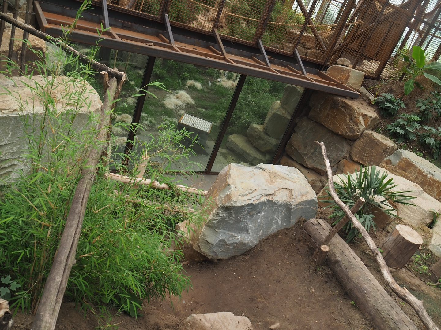 Lower viewing for Sumatran orangutan family group indoor exhibit, 2022-07-16