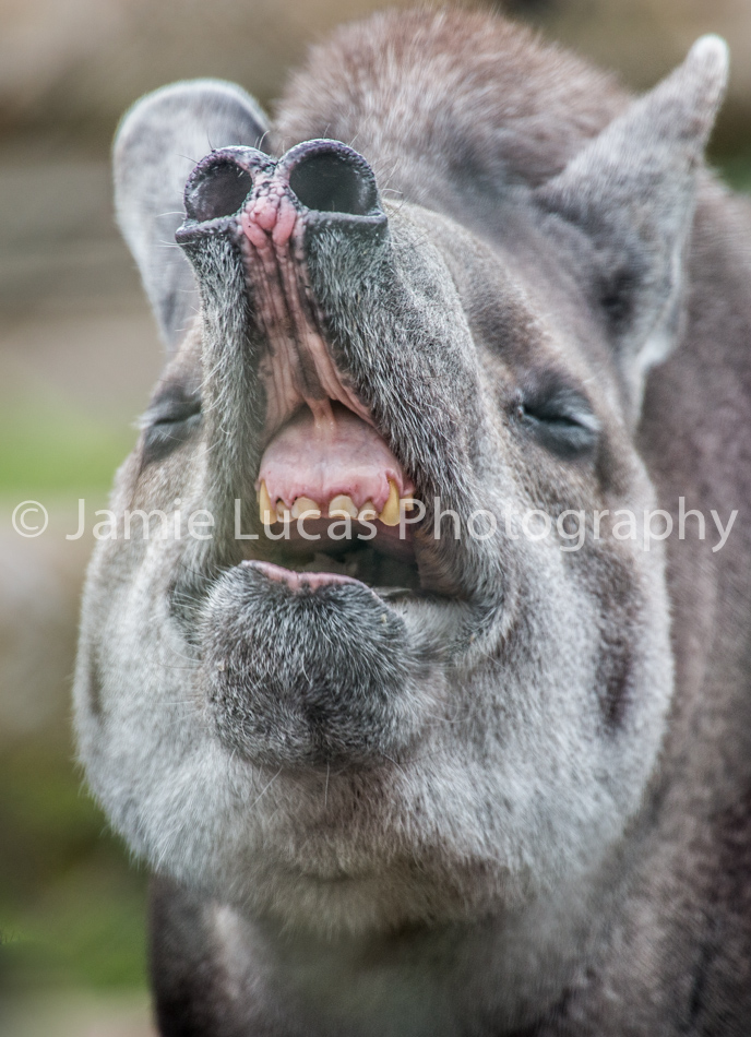 Lowerland Tapir