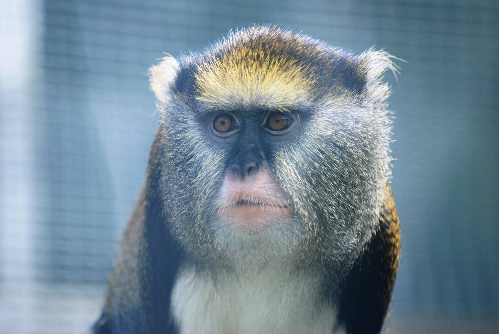 Lowe's Guenon at Twycross, 18/06/11