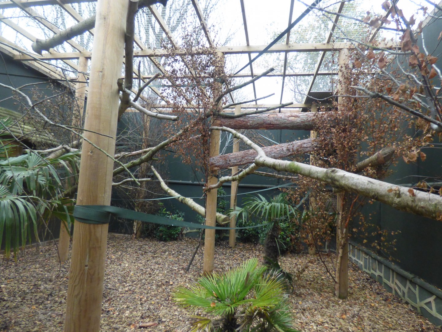 Lowe's Guenon, Crowned Guenon & Diana Monkey Enclosure