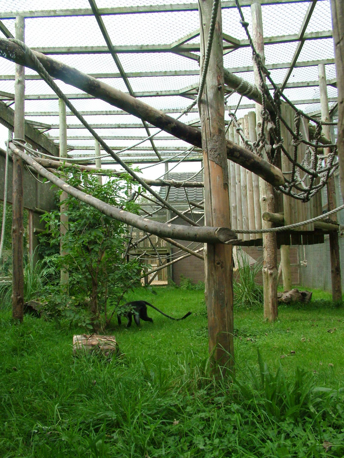 Lowe's Guenon exhibit at Twycross 13/09/09