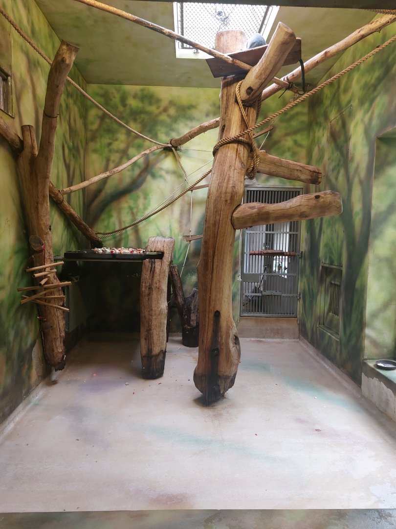 Lowe's guenon indoor exhibit