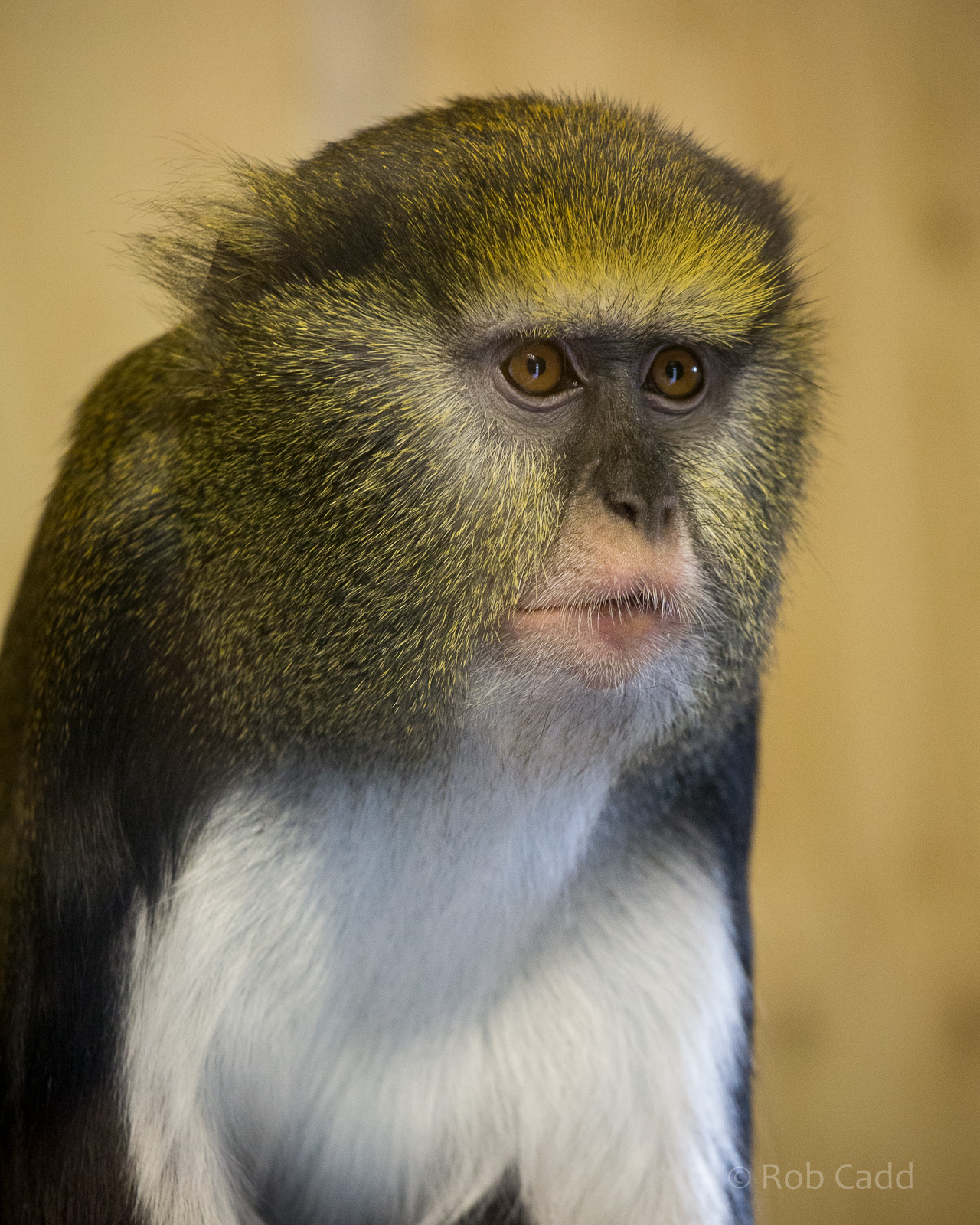 Lowes guenon : Twycross : 31 Oct 2014