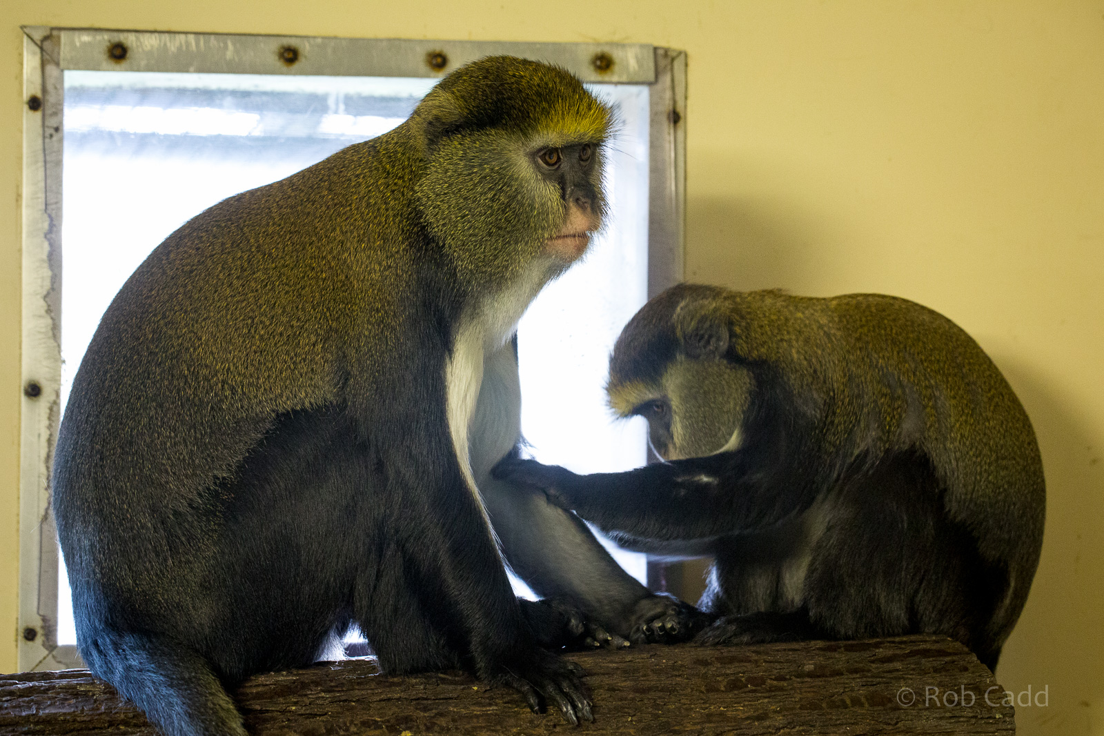 Lowes guenon : Twycross : 31 Oct 2014