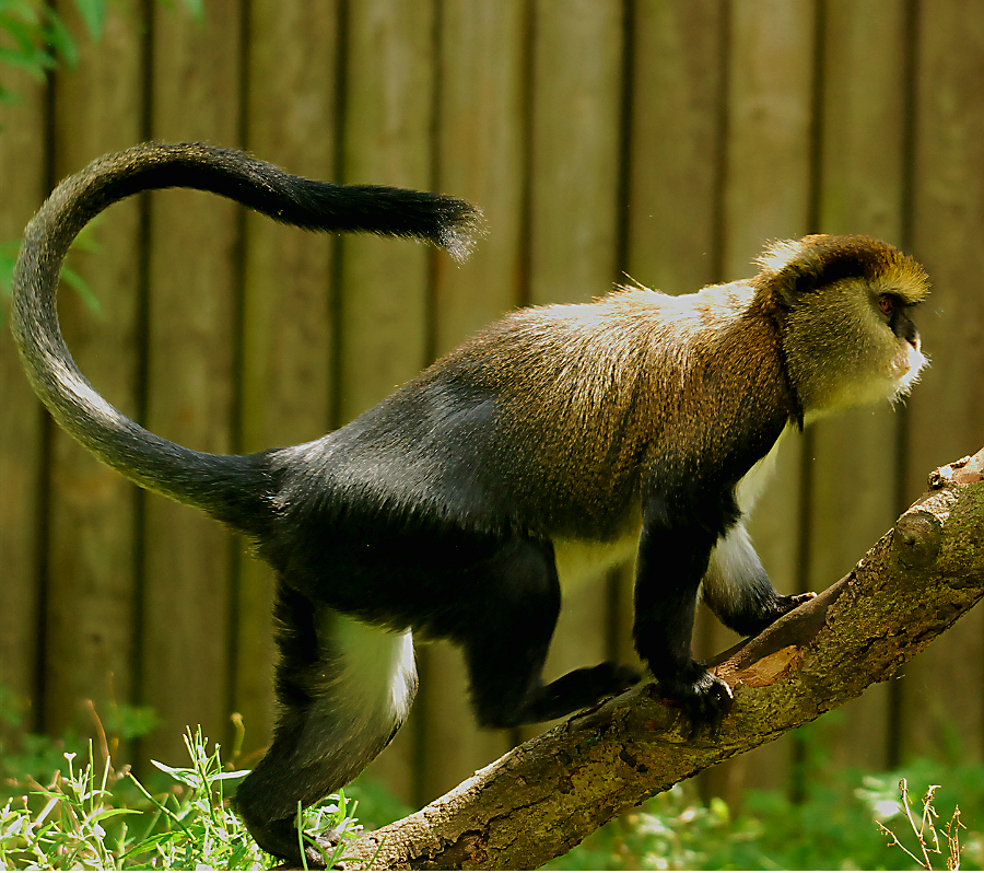 LOWE'S GUENON
