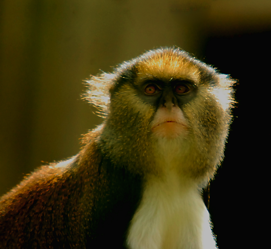 LOWE'S GUENON