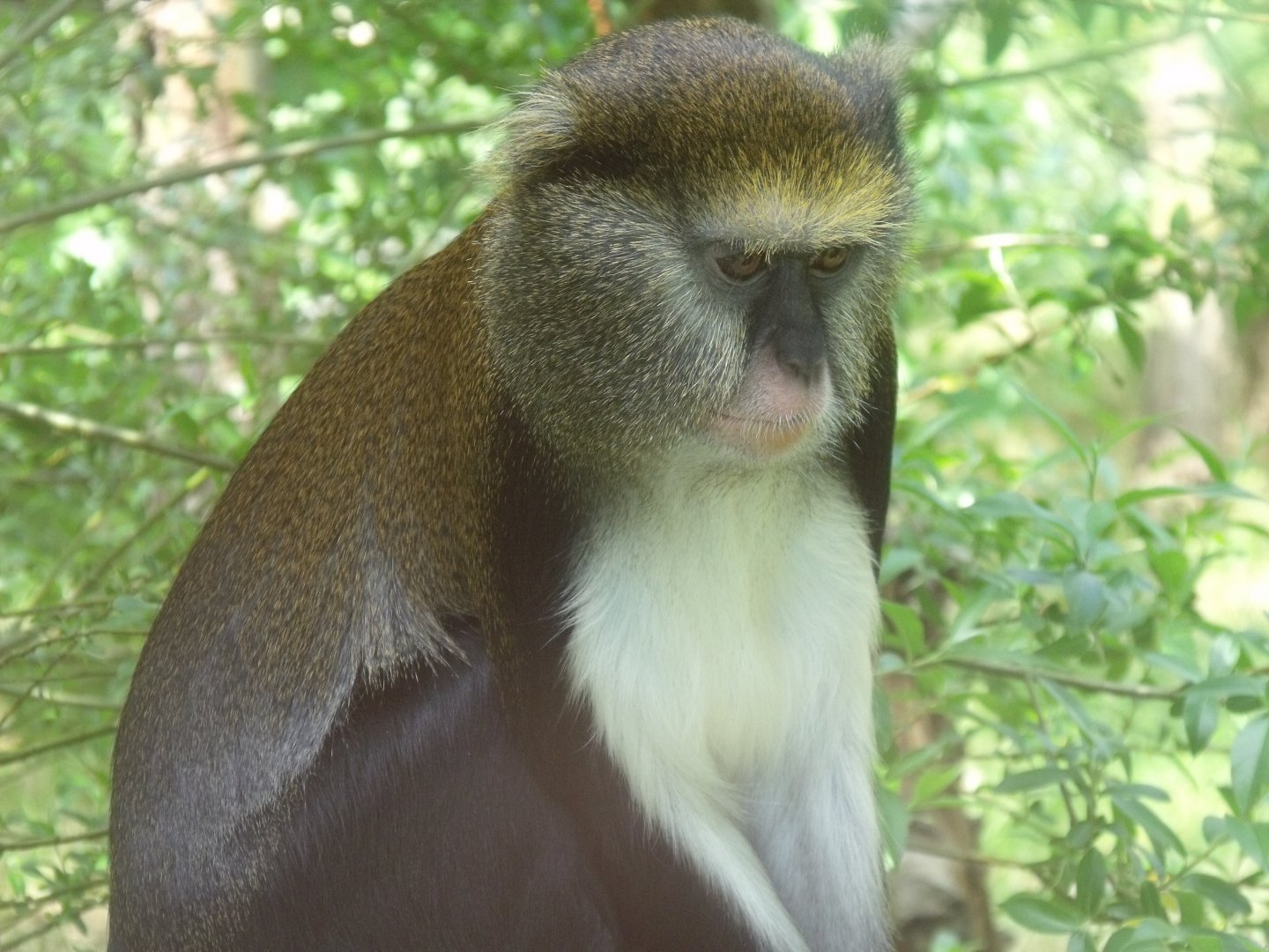 Lowe's Guenon