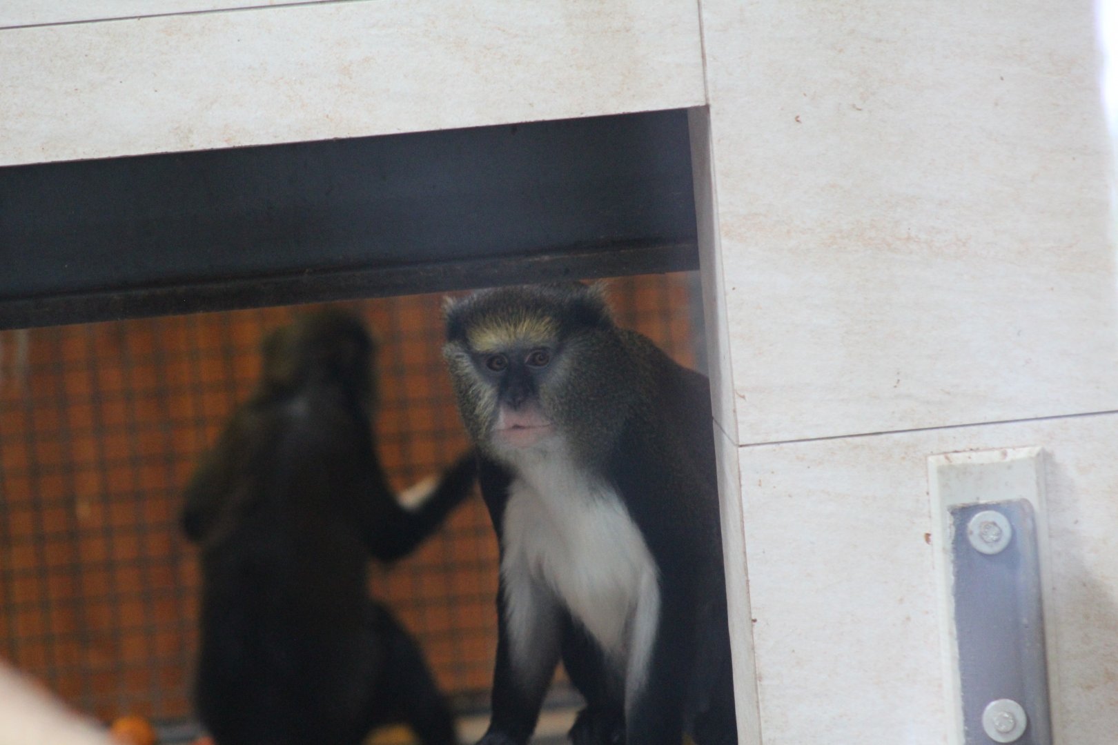 Lowe's Guenon