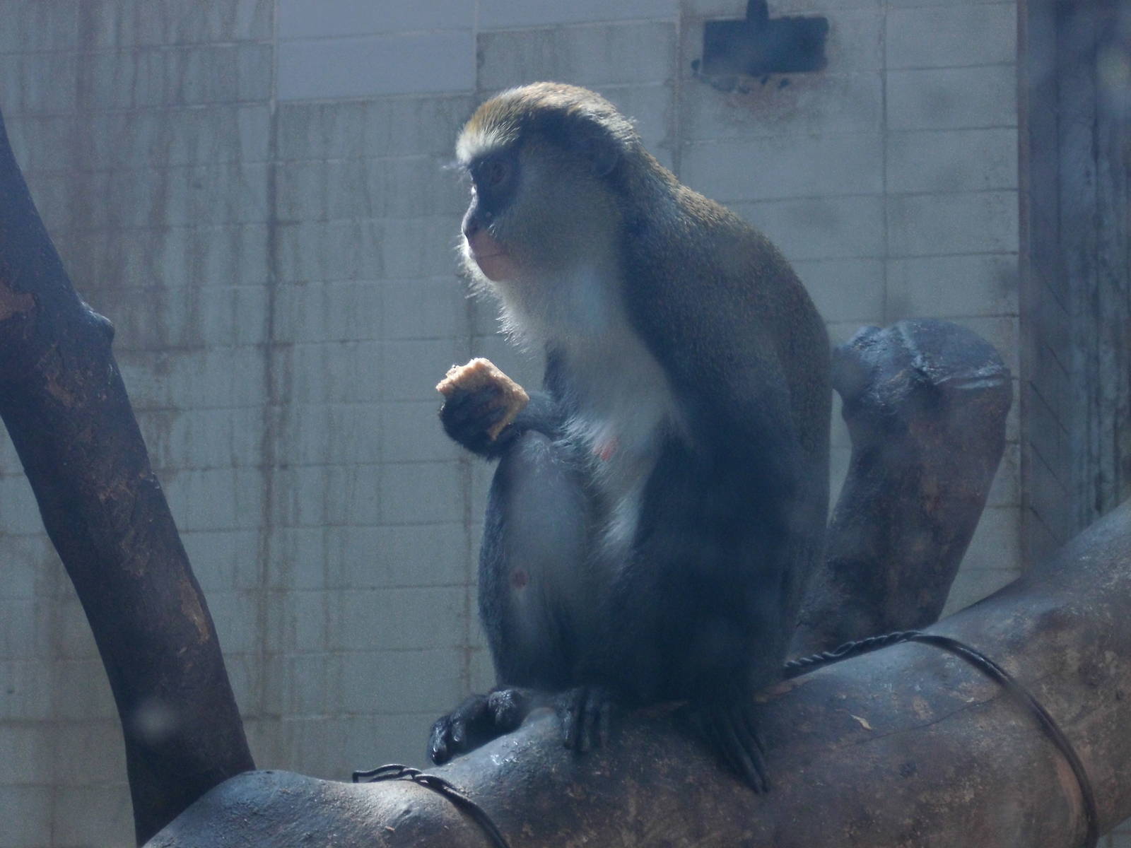 Lowe's mona monkey at Shanghai zoo 2014-4-3