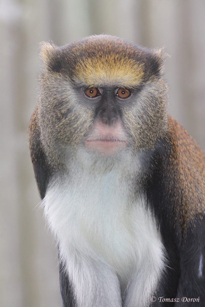 Lowe's Mona Monkey (Cercopithecus lowei)