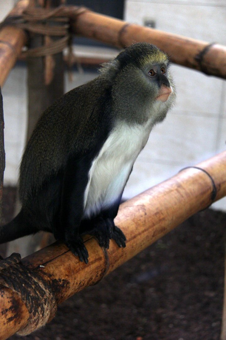 Lowe's mona monkey (Cercopithecus lowei)