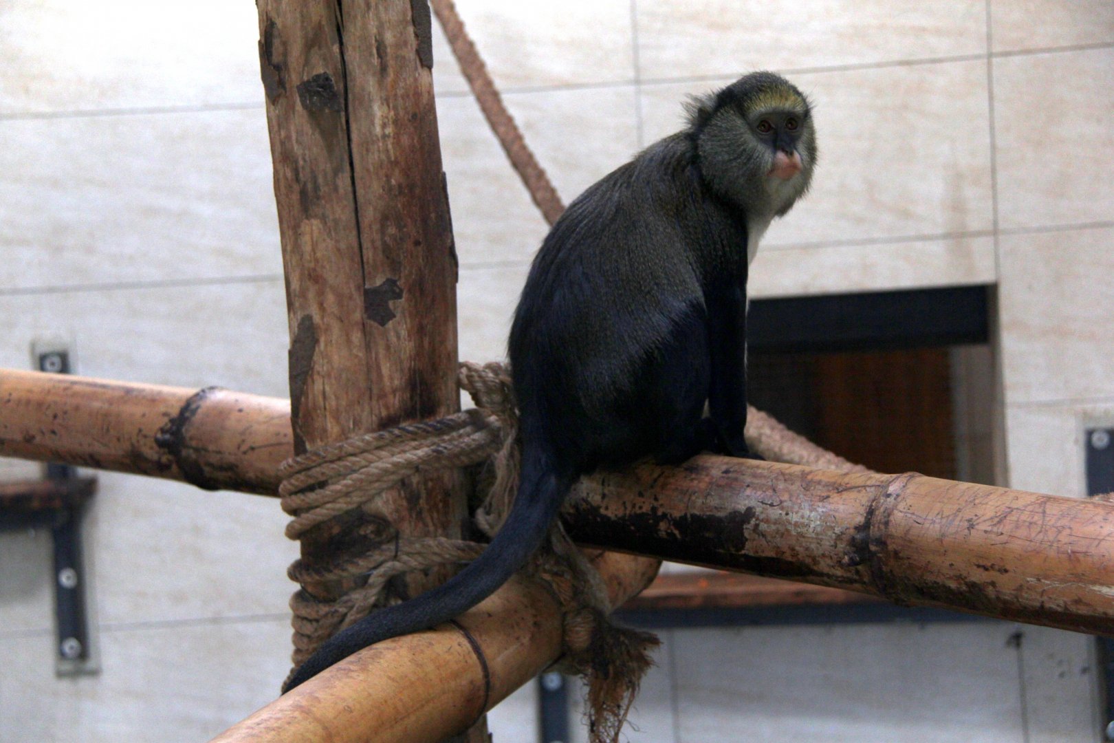 Lowe's mona monkey (Cercopithecus lowei)