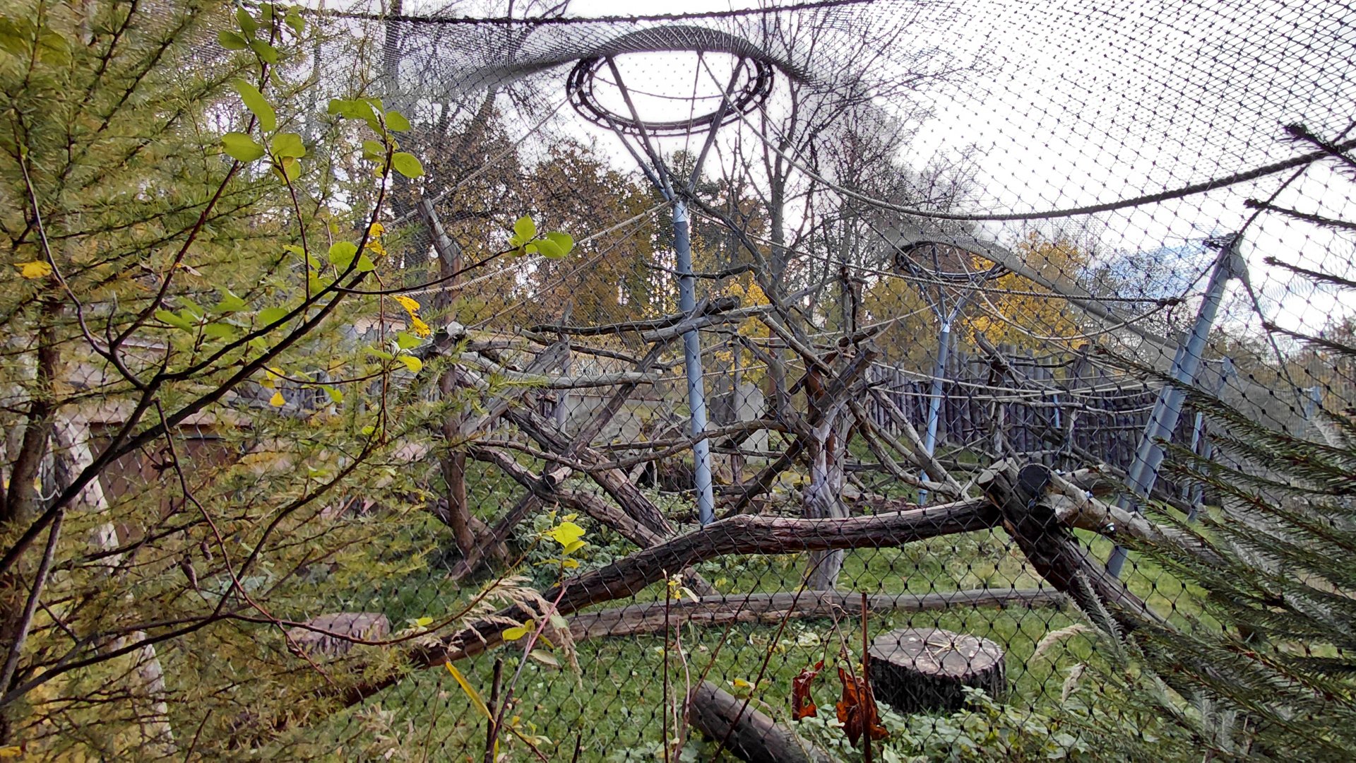 Lowe's monkey/colobus outdoor exhibit