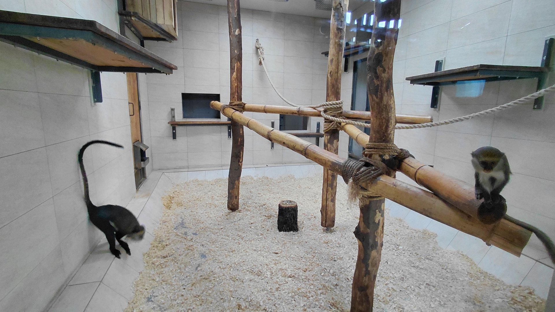 Lowe's monkey indoor exhibit