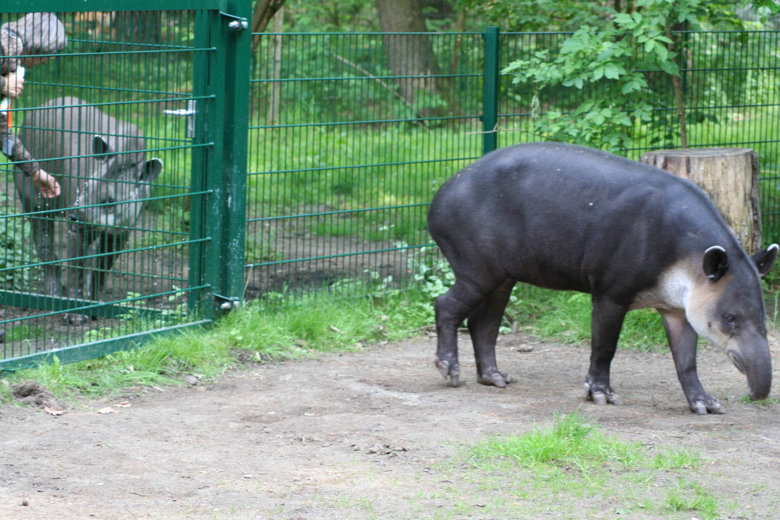 Lowland and Baird's tapir