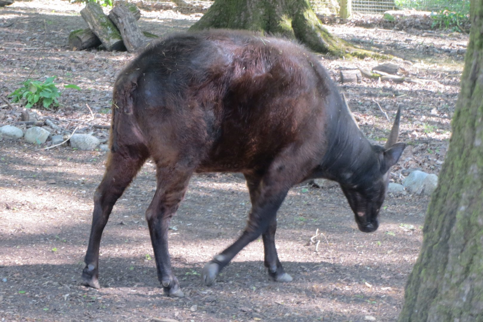 Lowland Anoa 110519