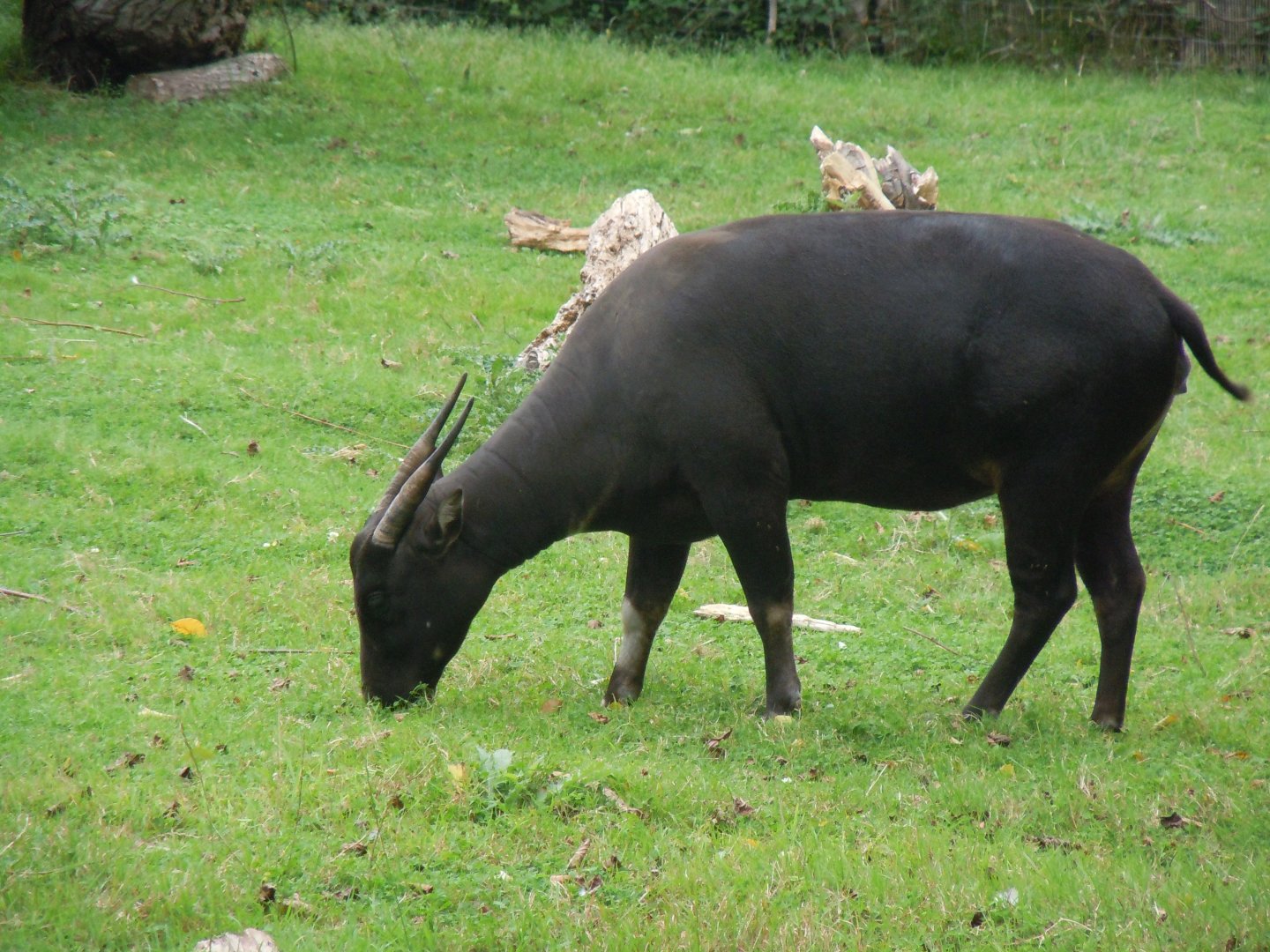 Lowland anoa 110920