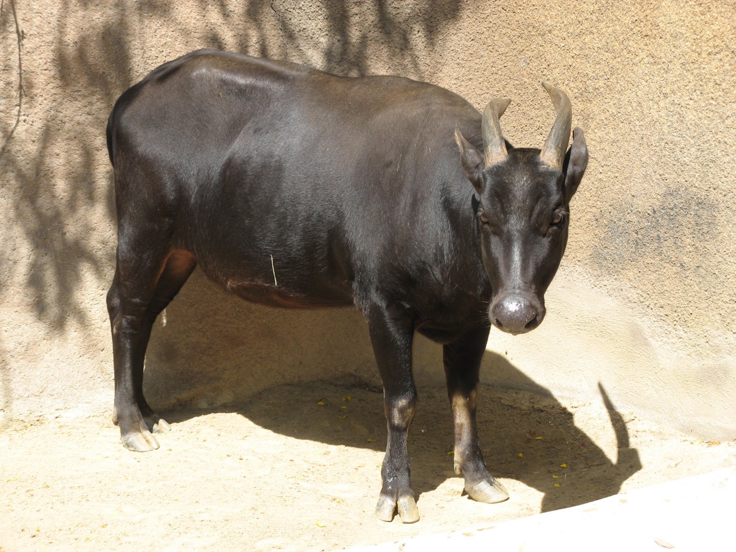 Lowland Anoa (2008)