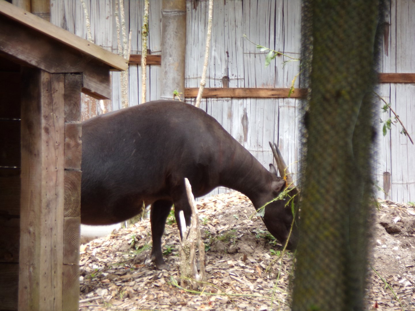 Lowland anoa 29.6.24