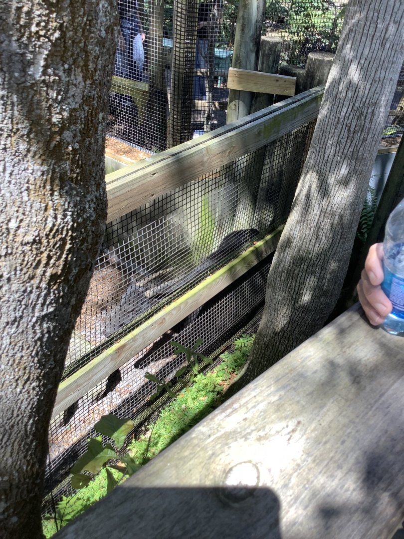 Lowland Anoa 3/20/24