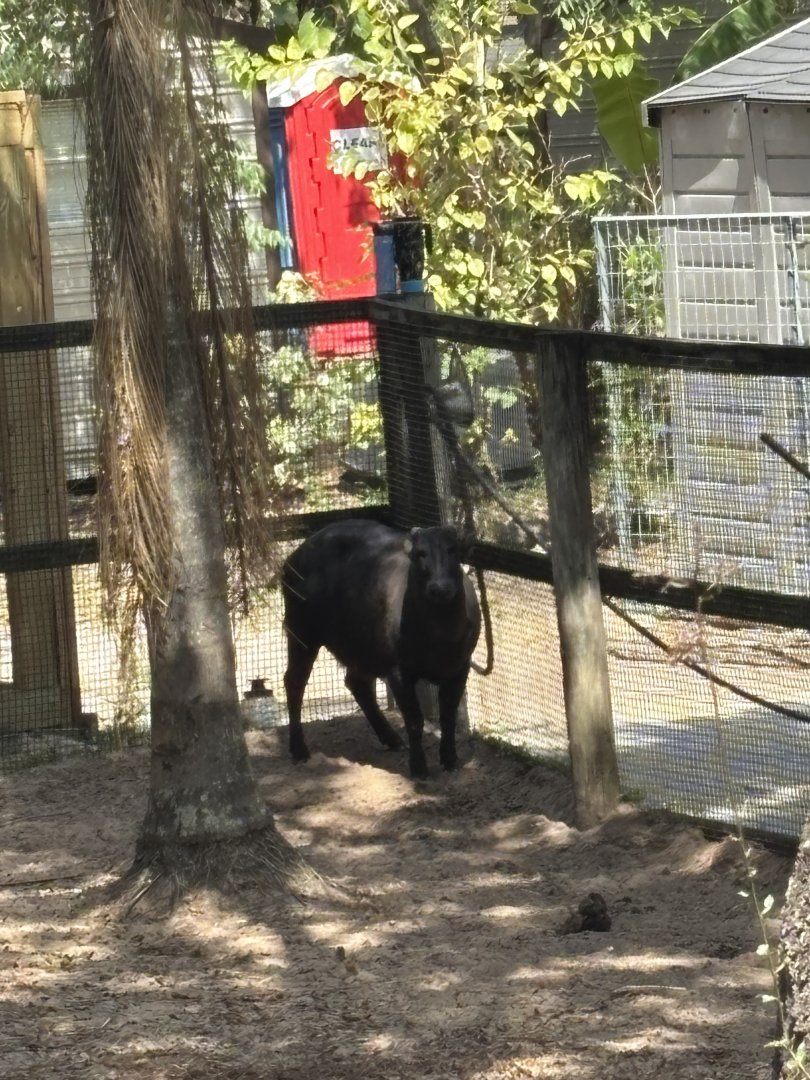 Lowland Anoa - 5/27/2025