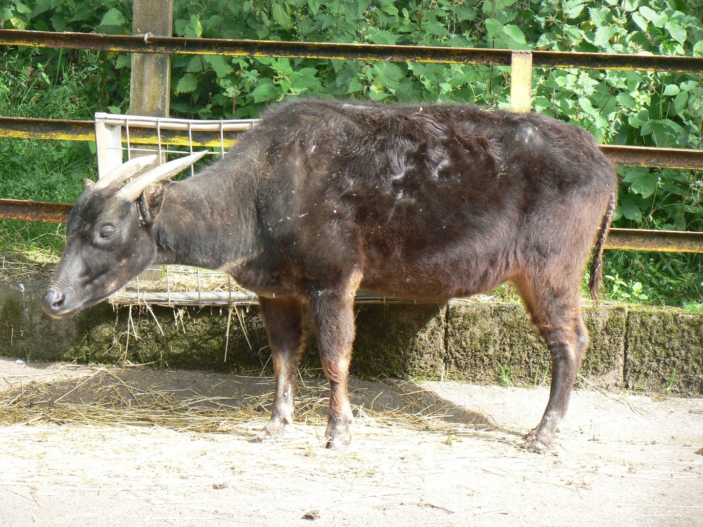 Lowland Anoa - 8 August 2017