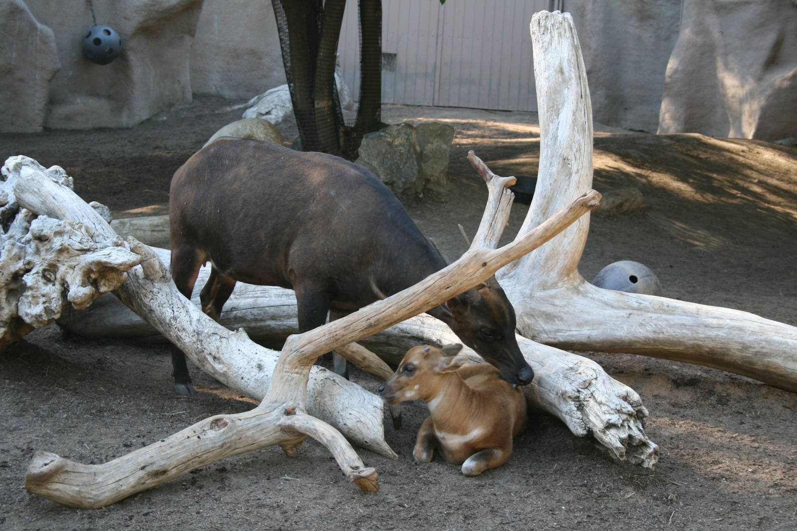 Lowland Anoa and Calf