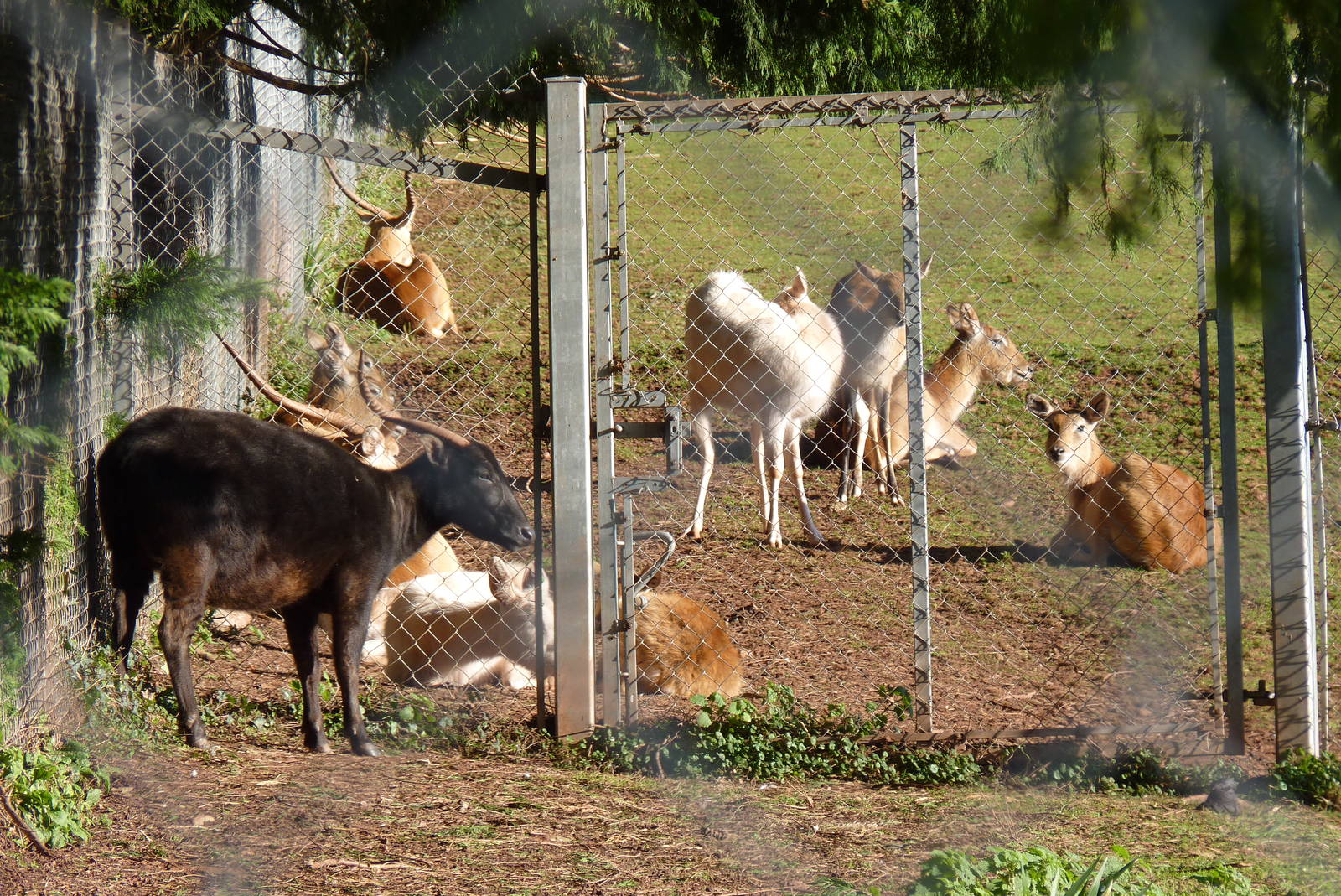 Lowland Anoa and Kafue Flats Lechwe, December 2014