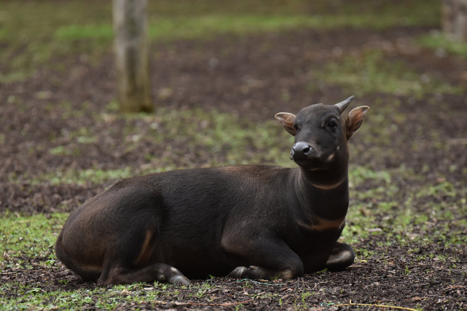 Lowland anoa (Anoa depressicornis)