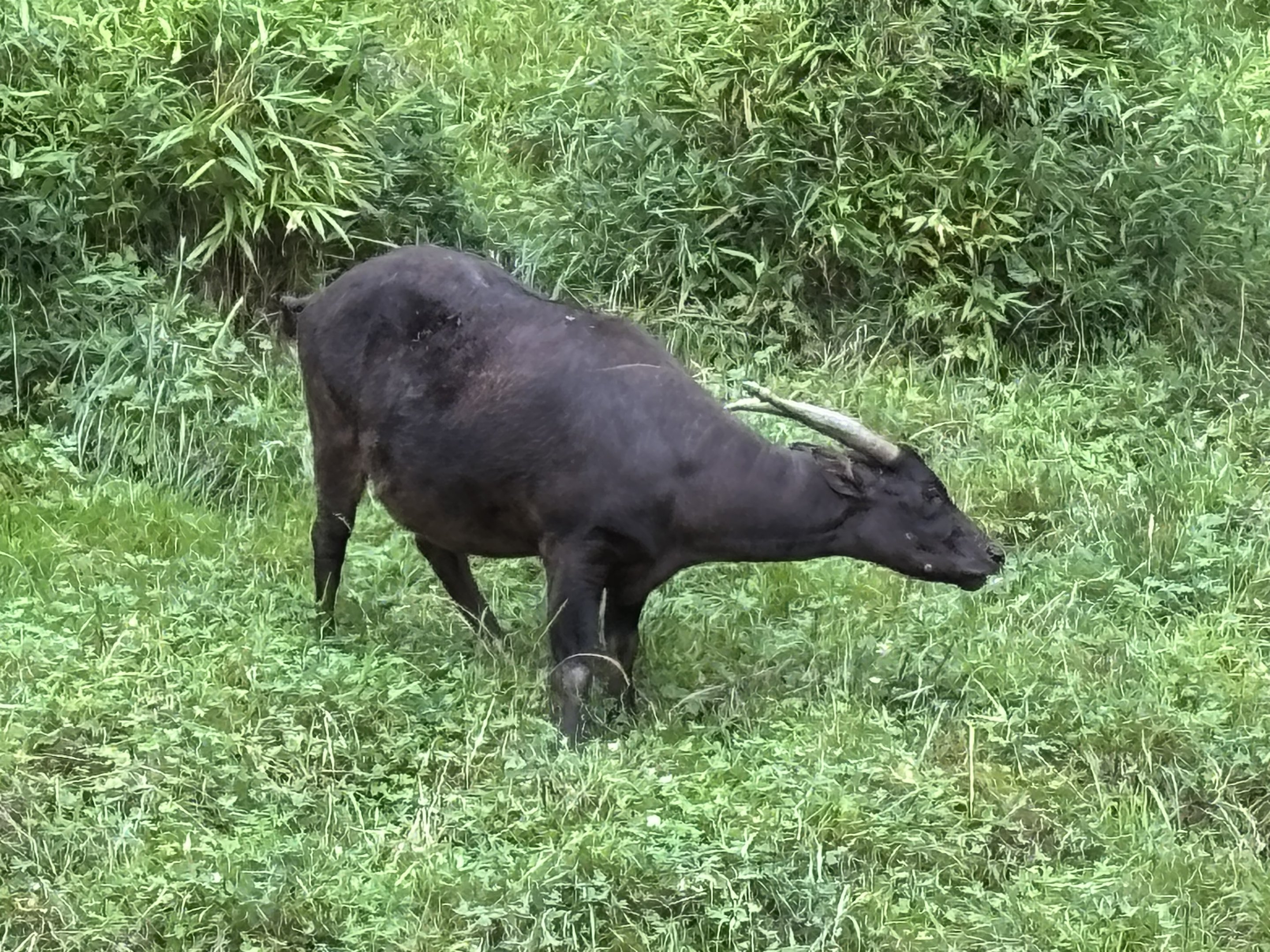 Lowland Anoa - Asian Forest Sanctuary