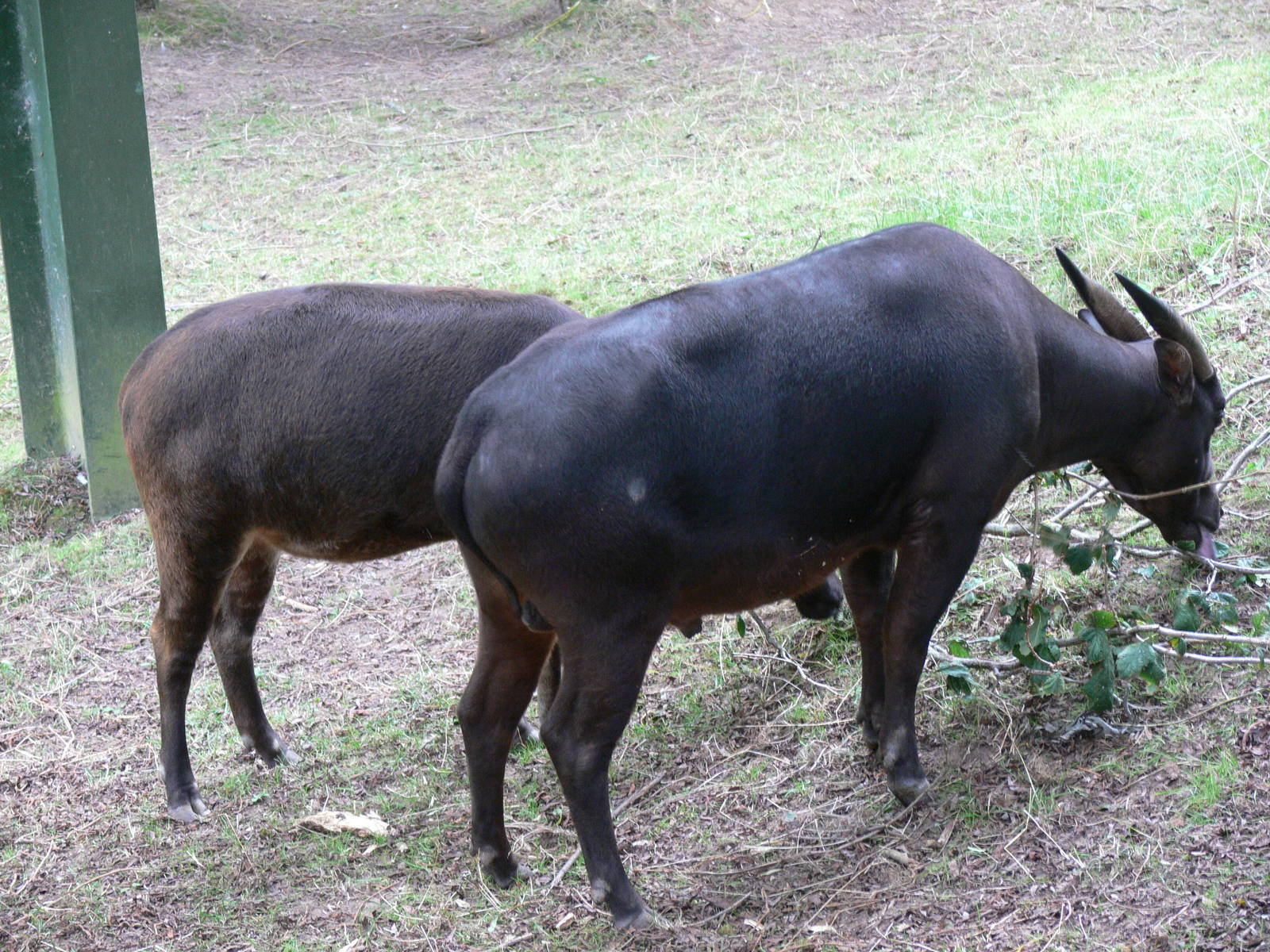 Lowland Anoa at Chester Zoo, 28/08/13