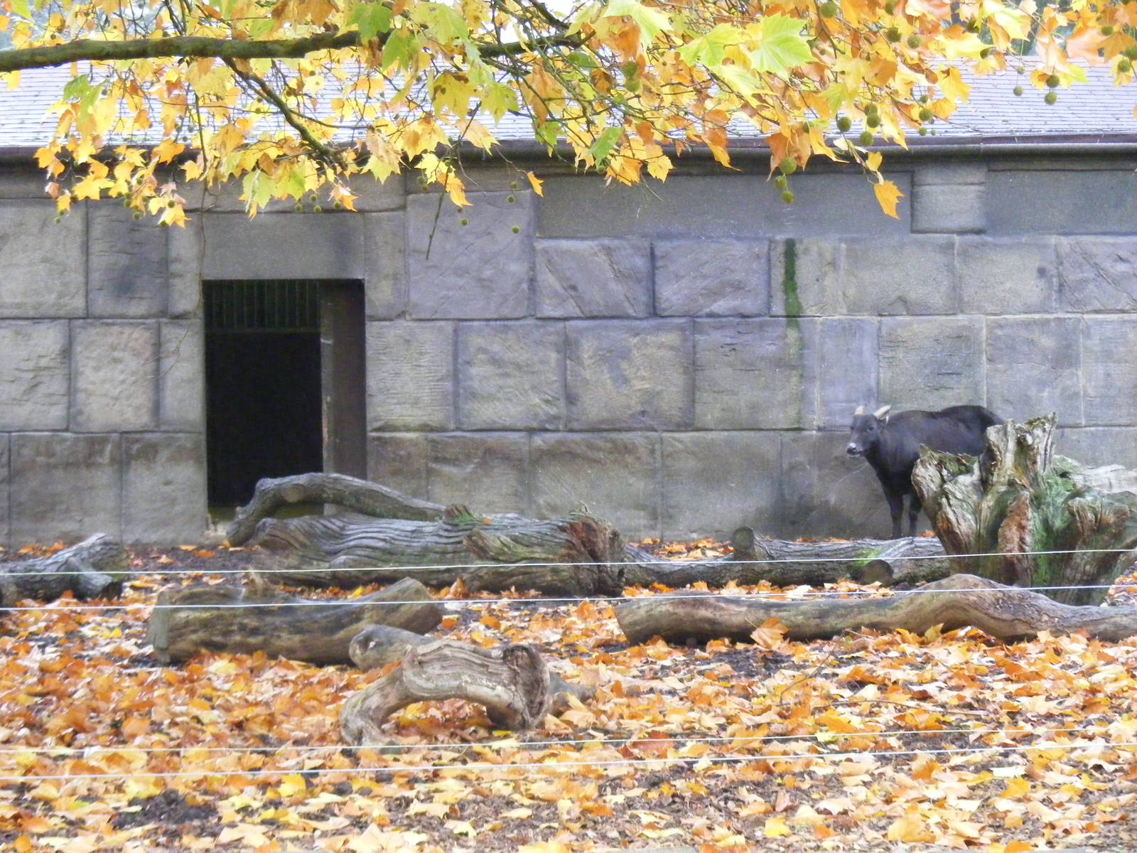 Lowland anoa at Marwell Wildlife, 30 October 2011