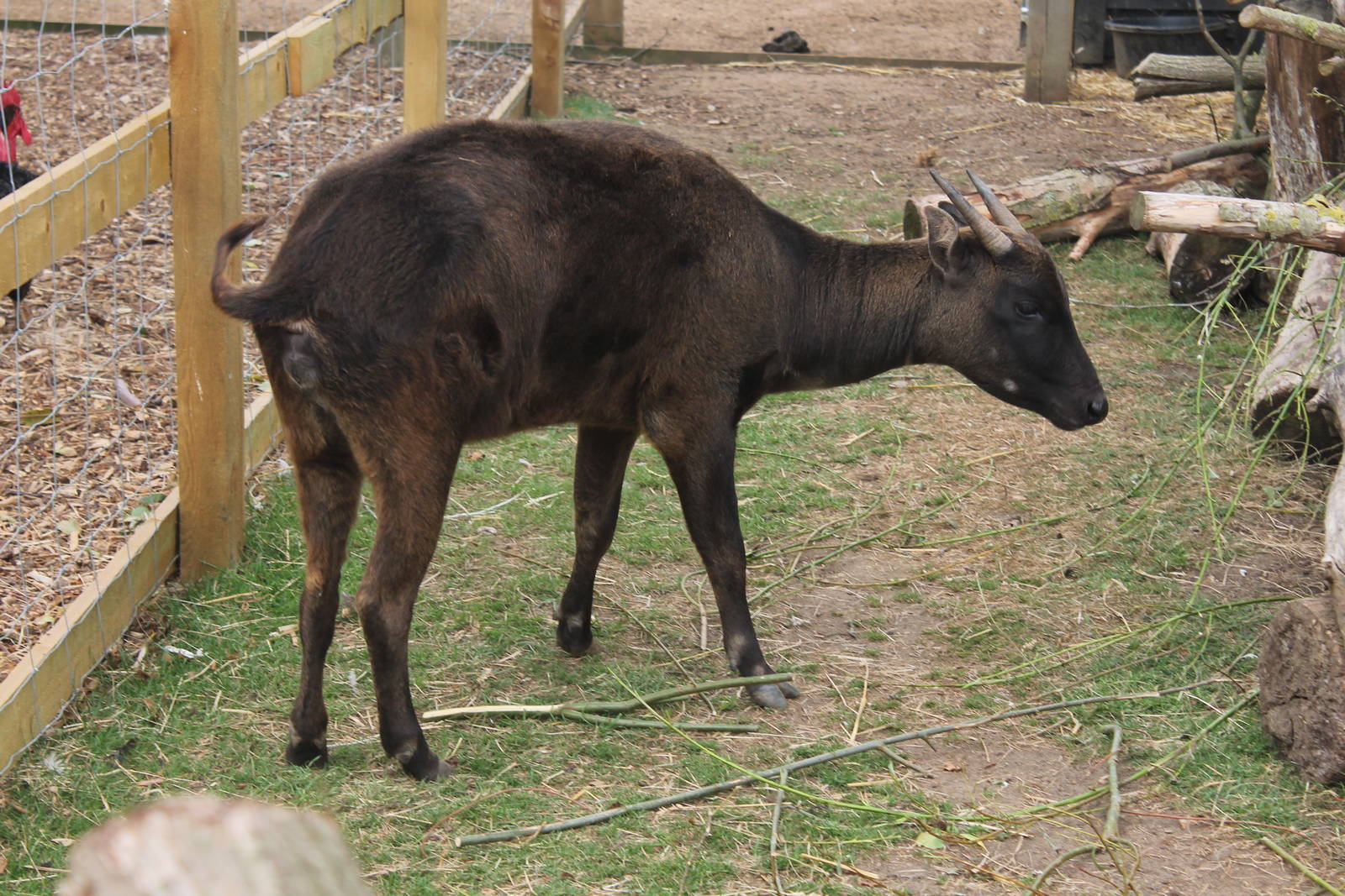 Lowland Anoa August 2013