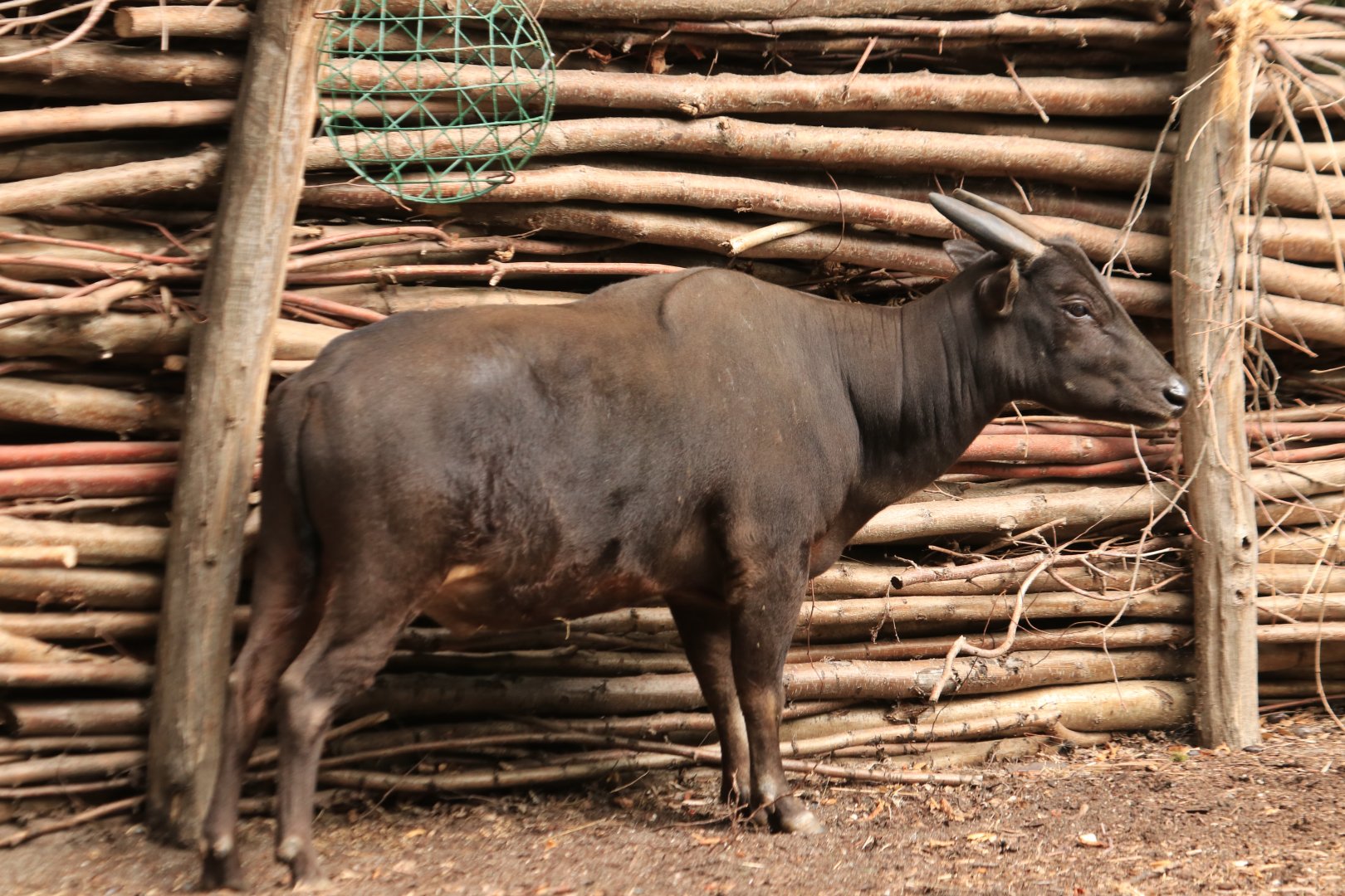 Lowland anoa (August 2019)