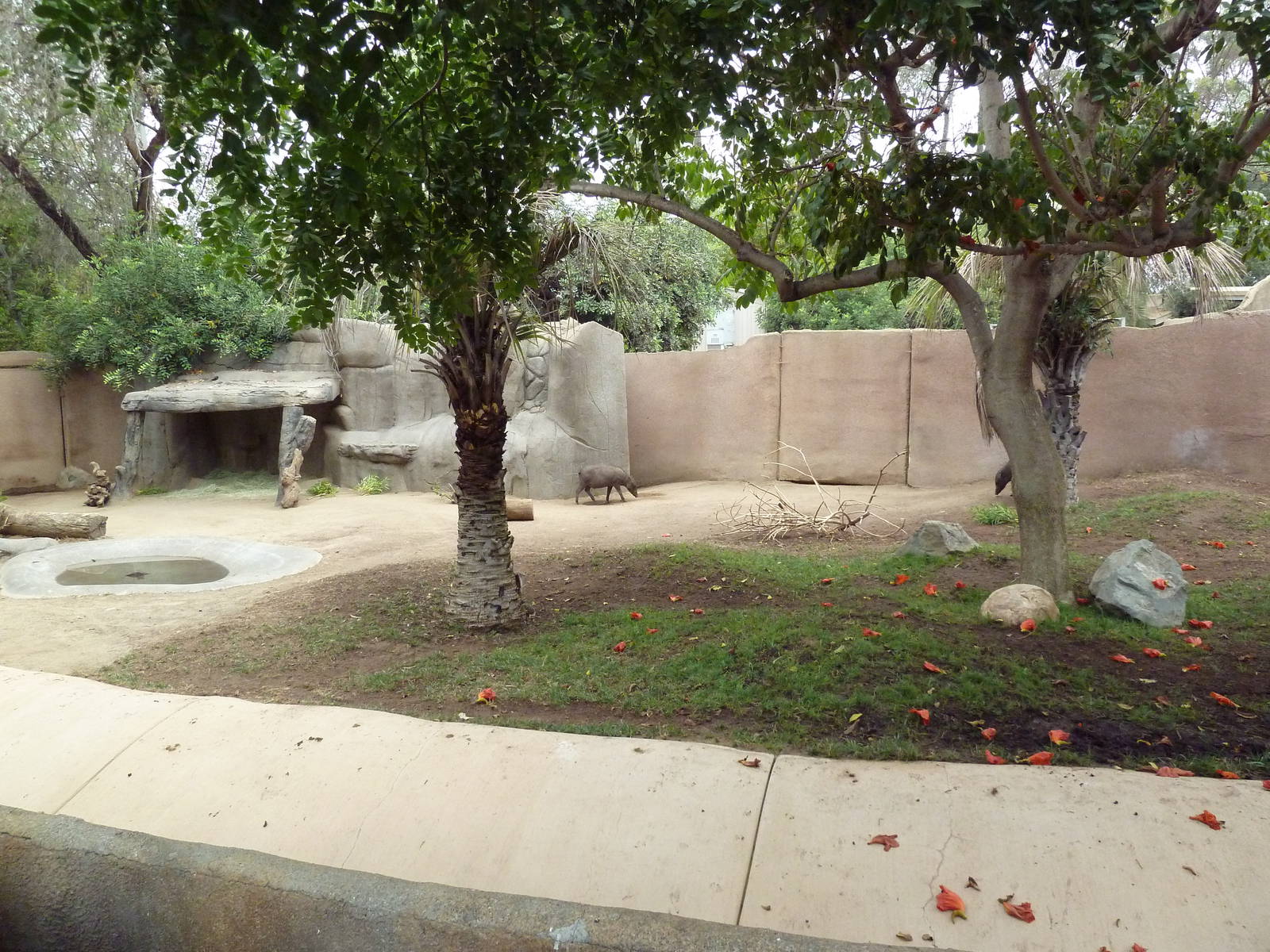 Lowland Anoa/Babirusa Exhibit