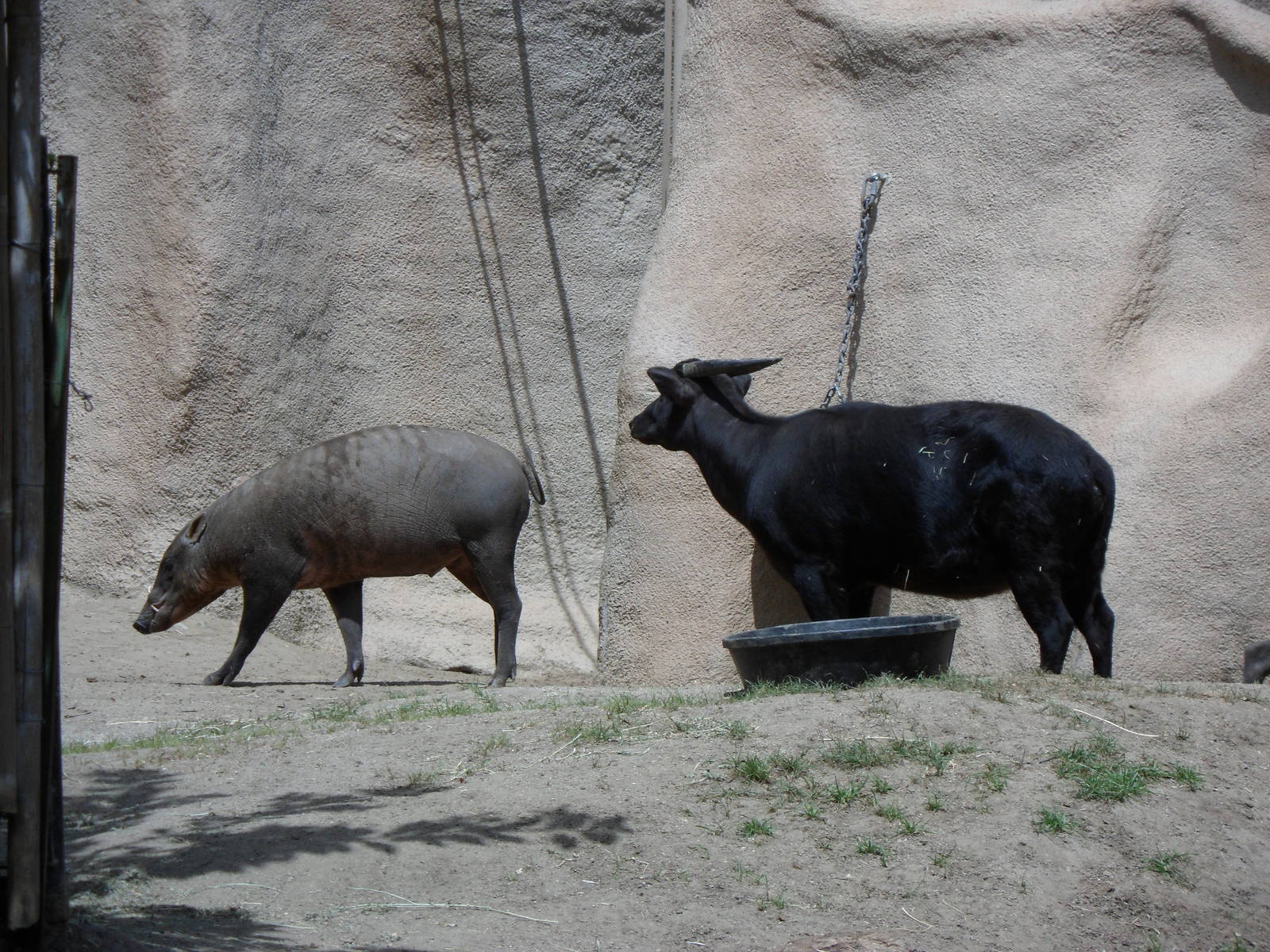 Lowland Anoa/Babirusa